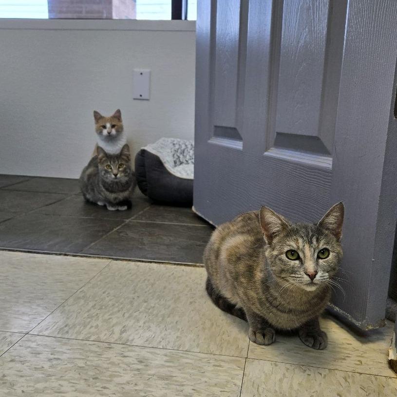 Angry Angie, a Adoptable Domestic Short Hair in Branson, MO image 4/6