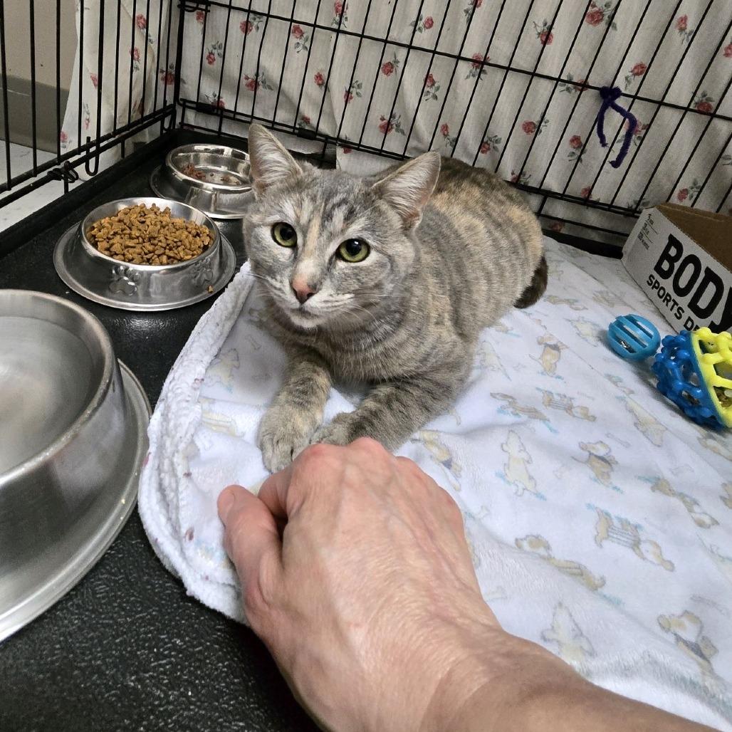 Enlarge Angry Angie, a Adoptable Domestic Short Hair in Branson, MO image 5/6