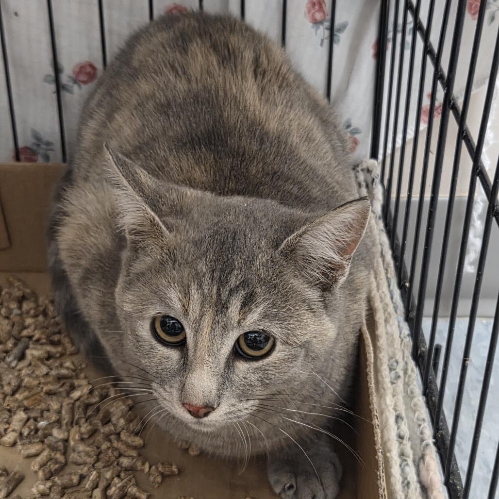 Angry Angie, Adoptable, Kitten Female Domestic Short Hair.