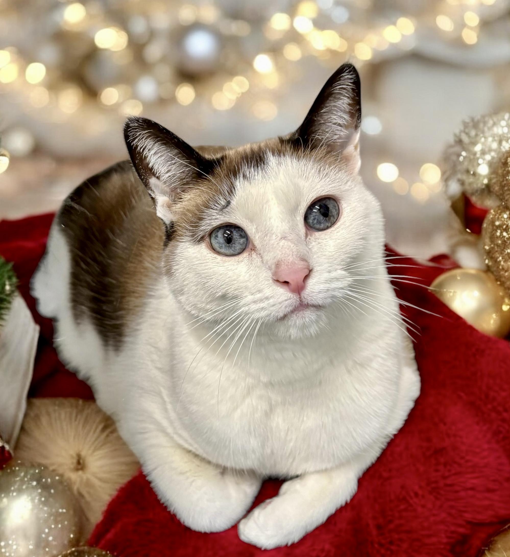 Cat for adoption - Kenadee, a Domestic Short Hair in Perry, IA | Petfinder