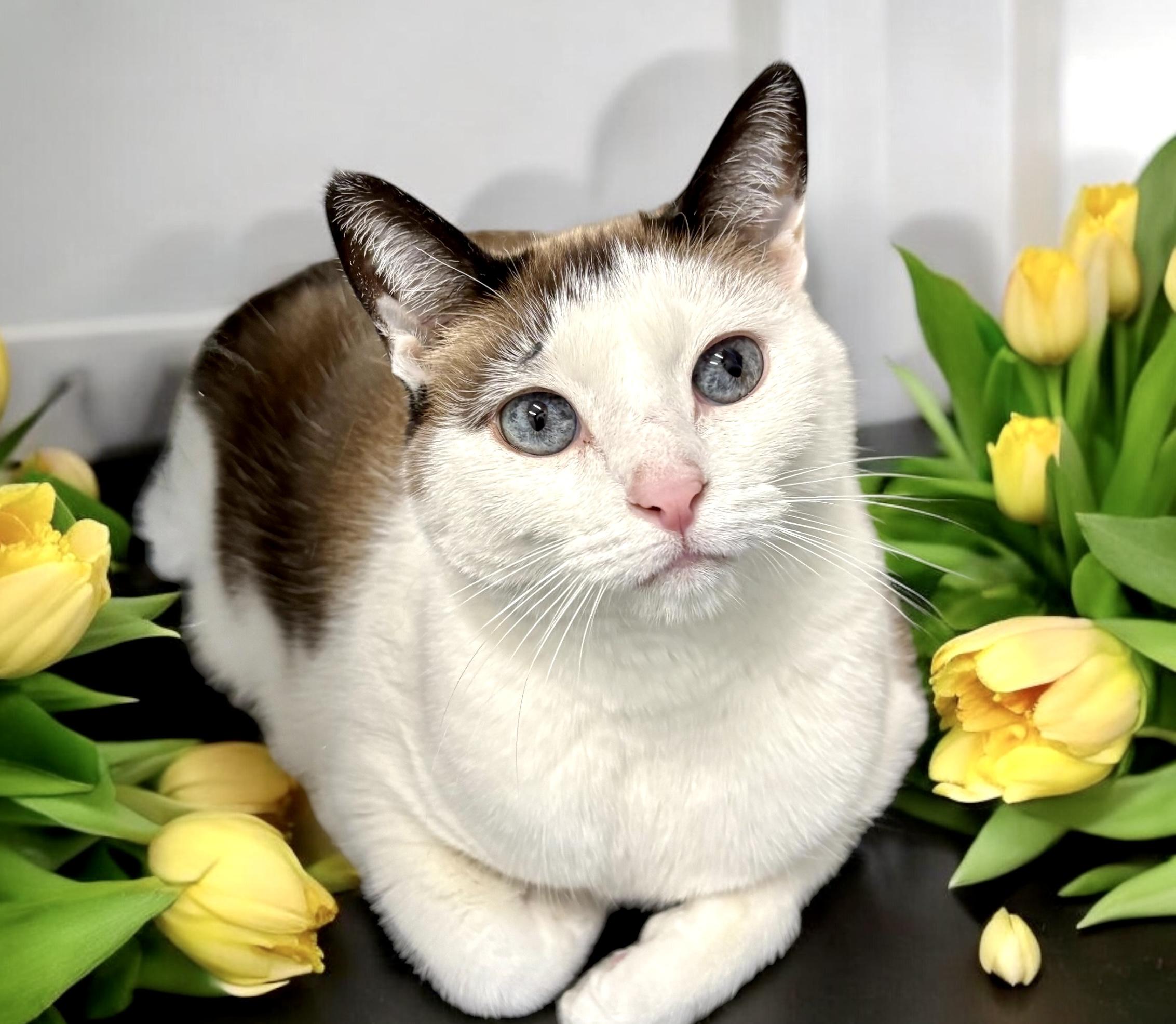 Cat for adoption - Kenadee, a Domestic Short Hair in Perry, IA | Petfinder