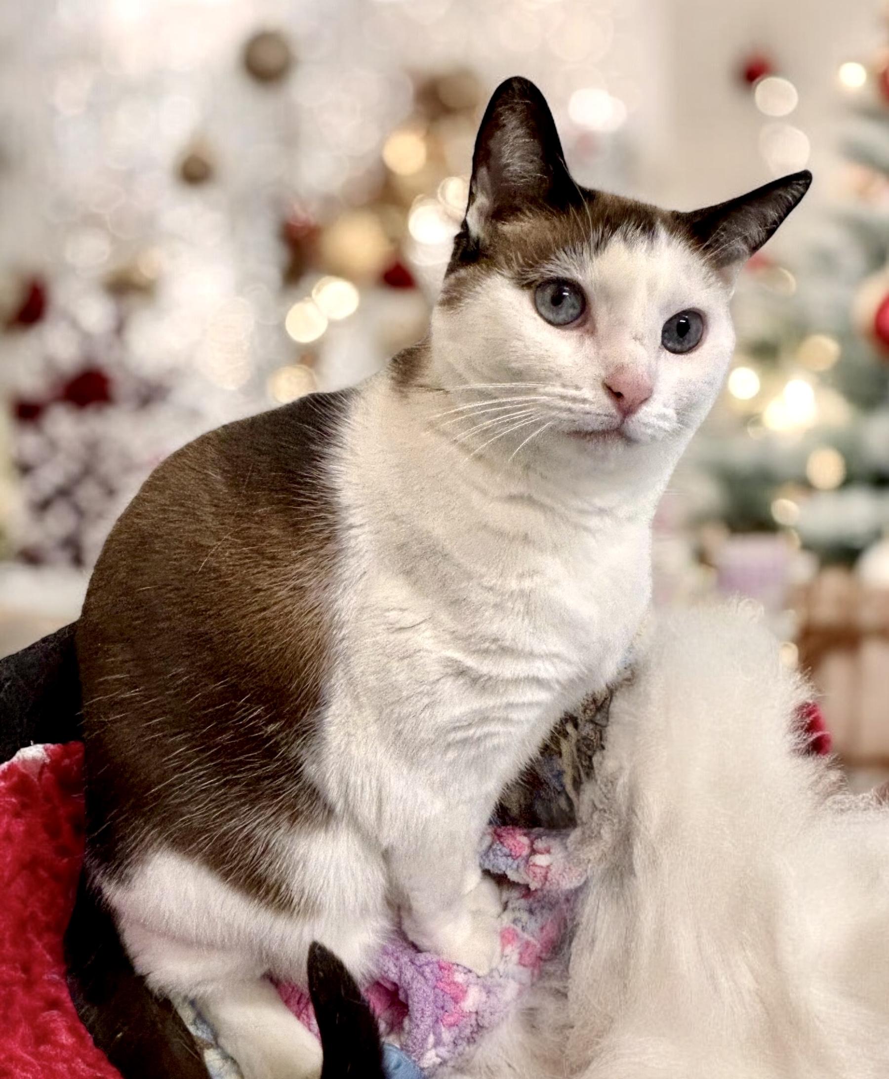 Cat for adoption - Kenadee, a Domestic Short Hair in Perry, IA | Petfinder