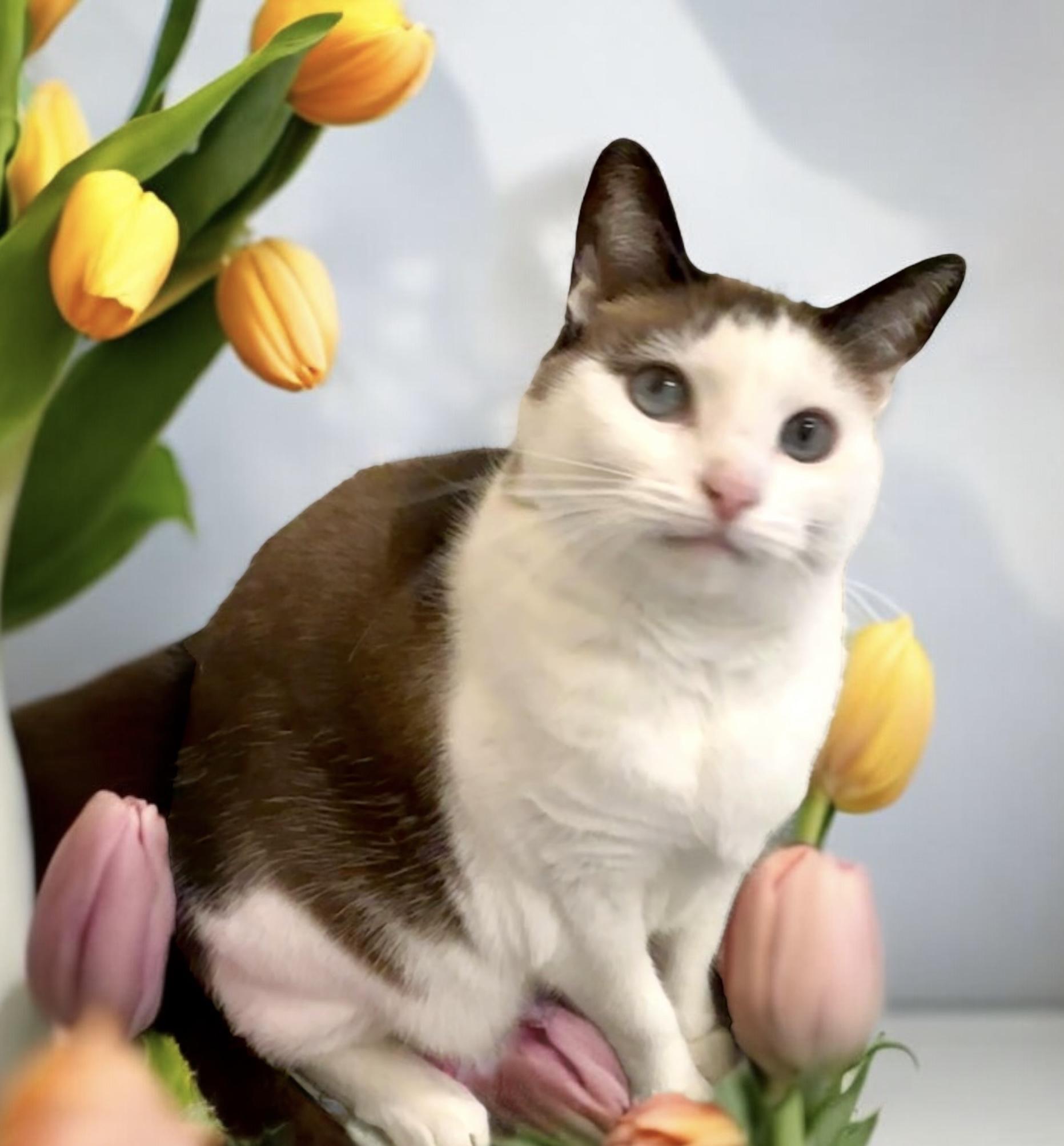 Cat for adoption - Kenadee, a Domestic Short Hair in Perry, IA | Petfinder