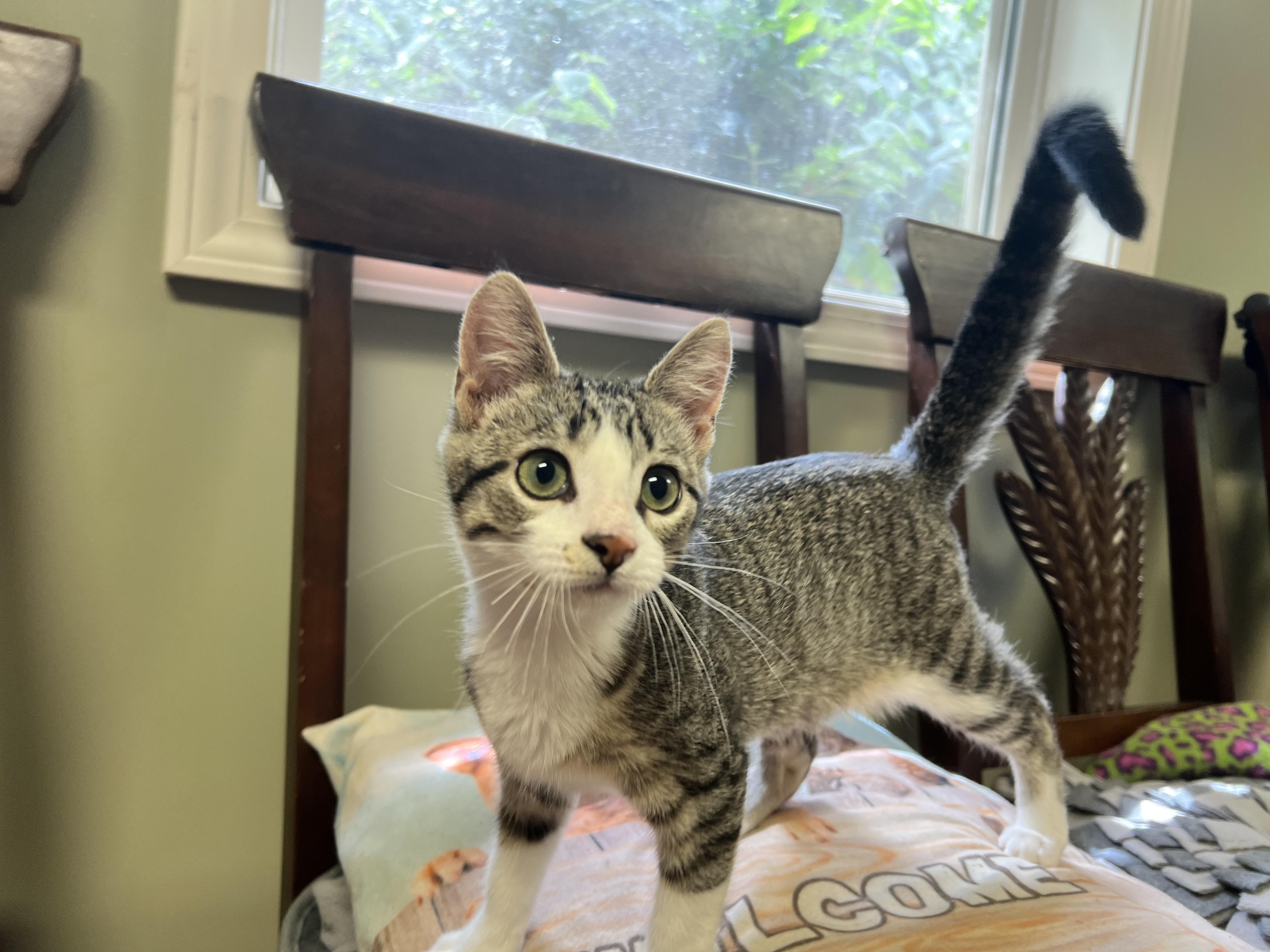 Trixie, Adoptable, Young Female American Shorthair.