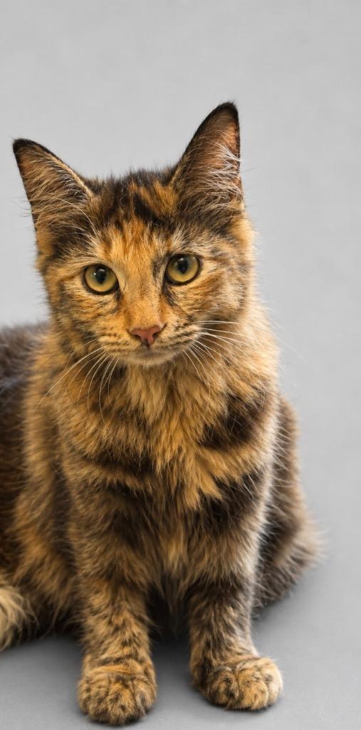 Enlarge Fortune, a Adoptable Calico in Wauchula, FL image 1/1