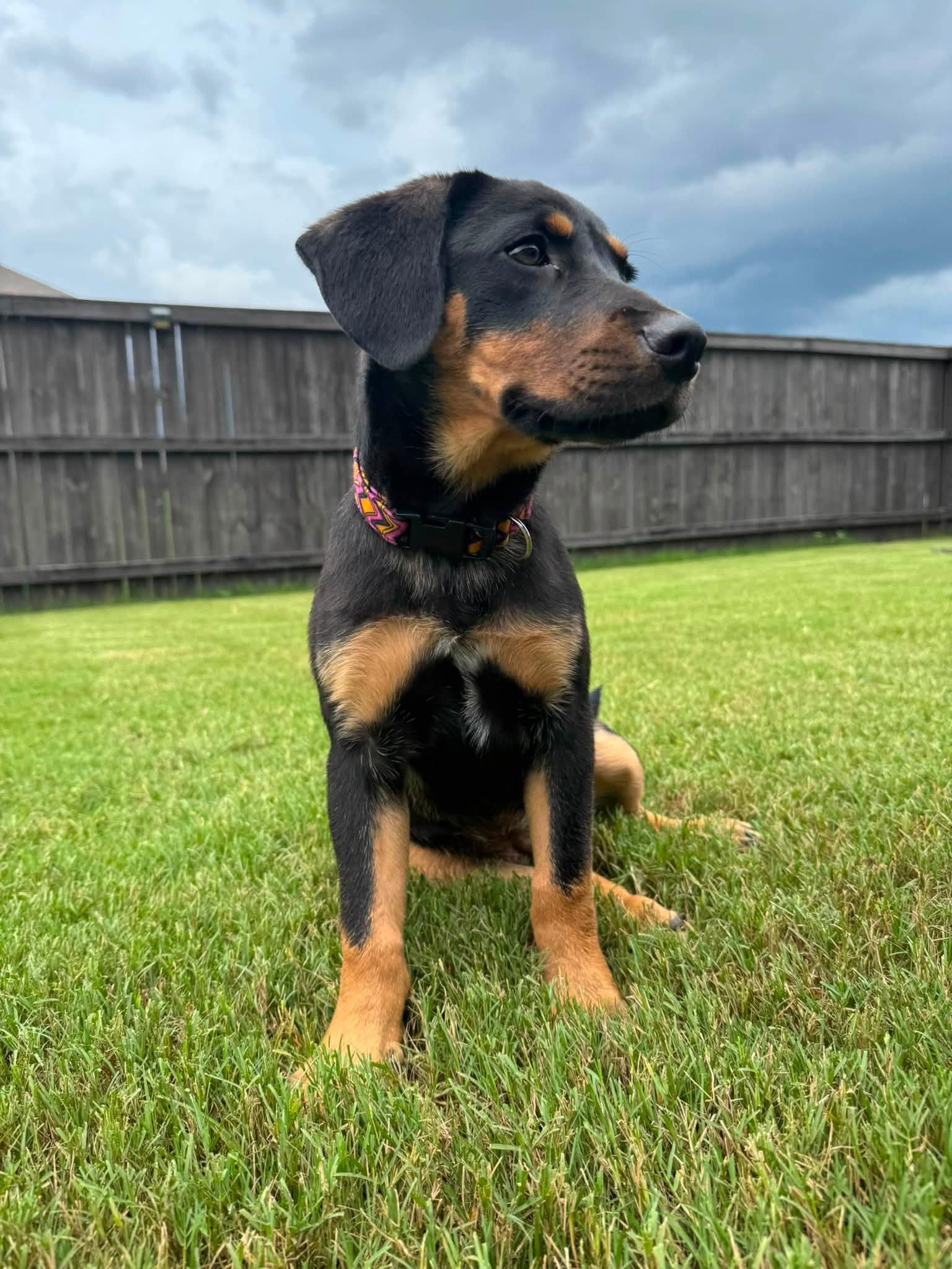 Jenny, a ADOPTABLE mixed breed in Huntsville, AL image 4/6