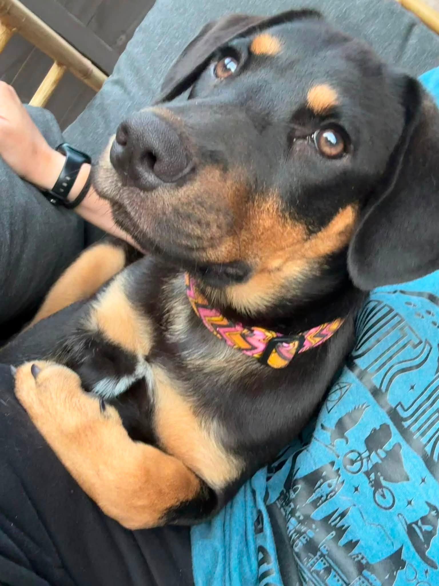 Jenny, a ADOPTABLE mixed breed in Huntsville, AL image 3/6