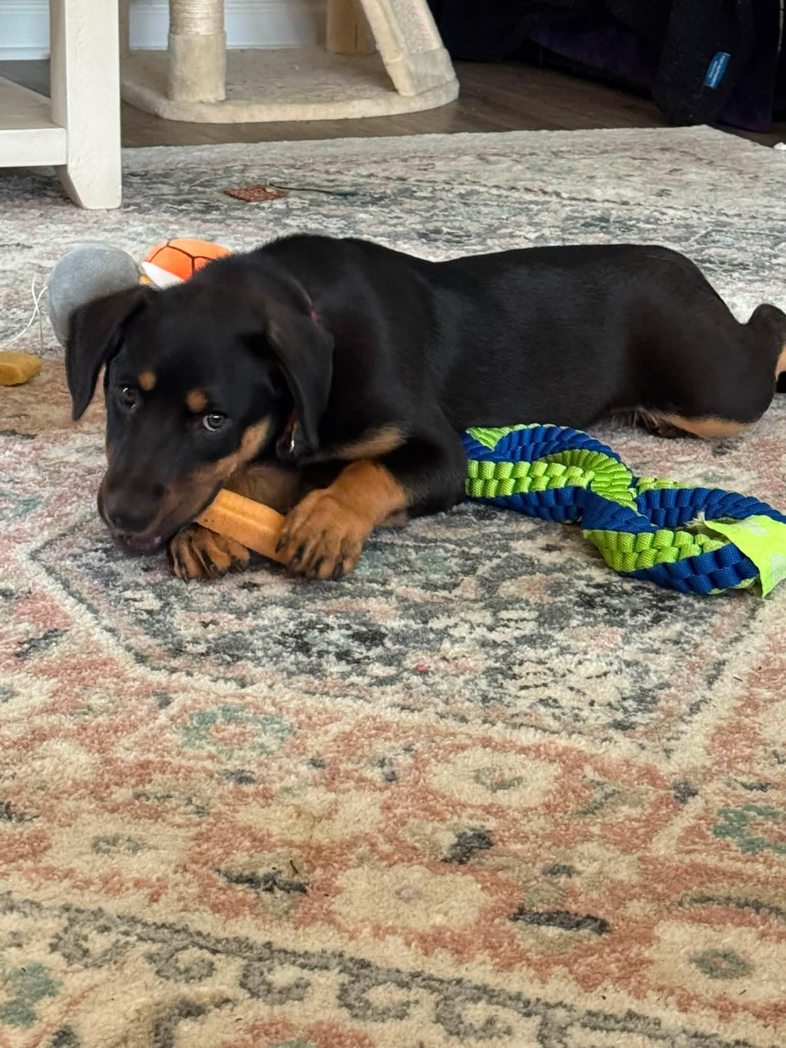 Jenny, a ADOPTABLE mixed breed in Huntsville, AL image 5/6