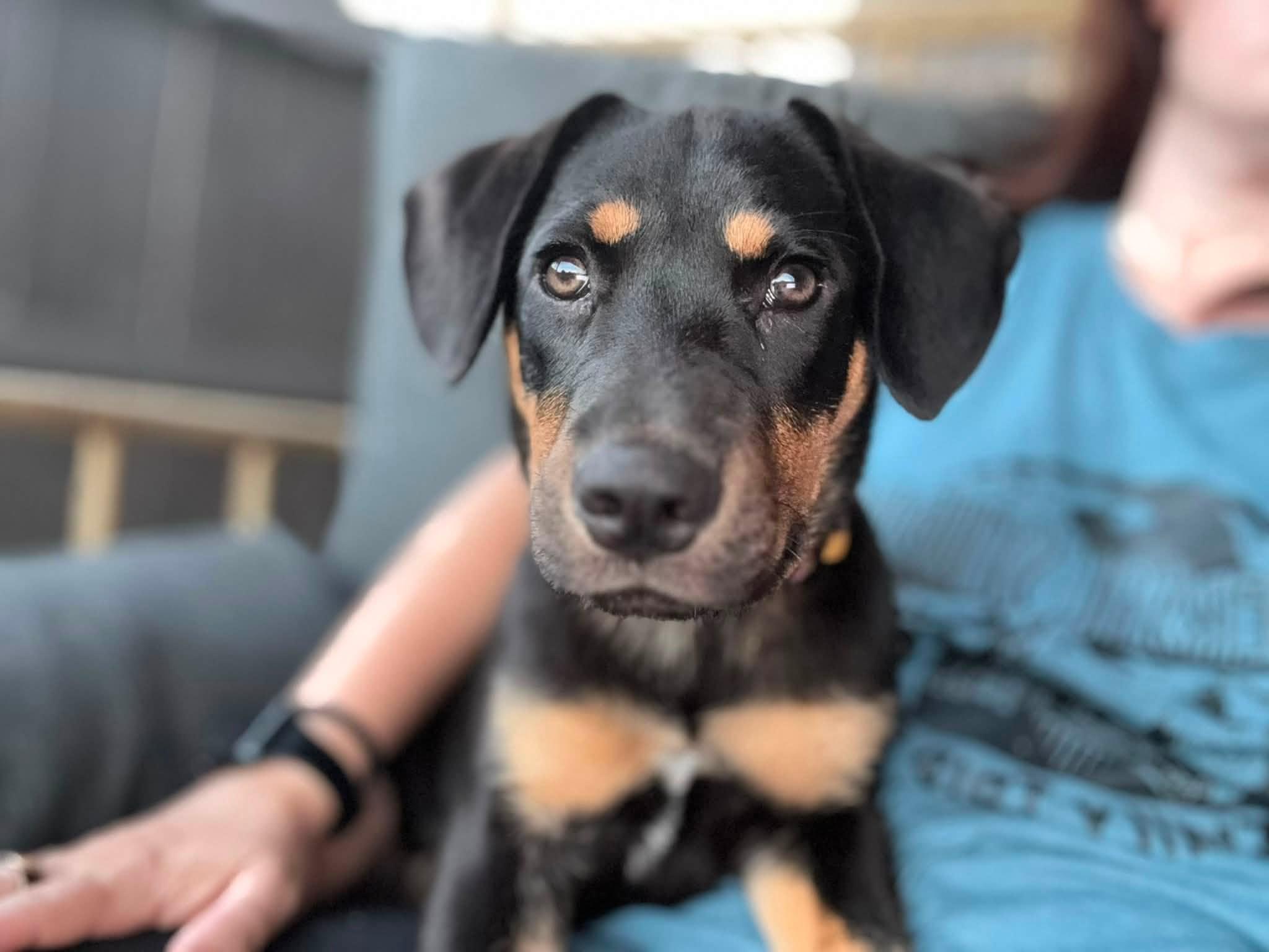 Jenny, a ADOPTABLE mixed breed in Huntsville, AL image 6/6