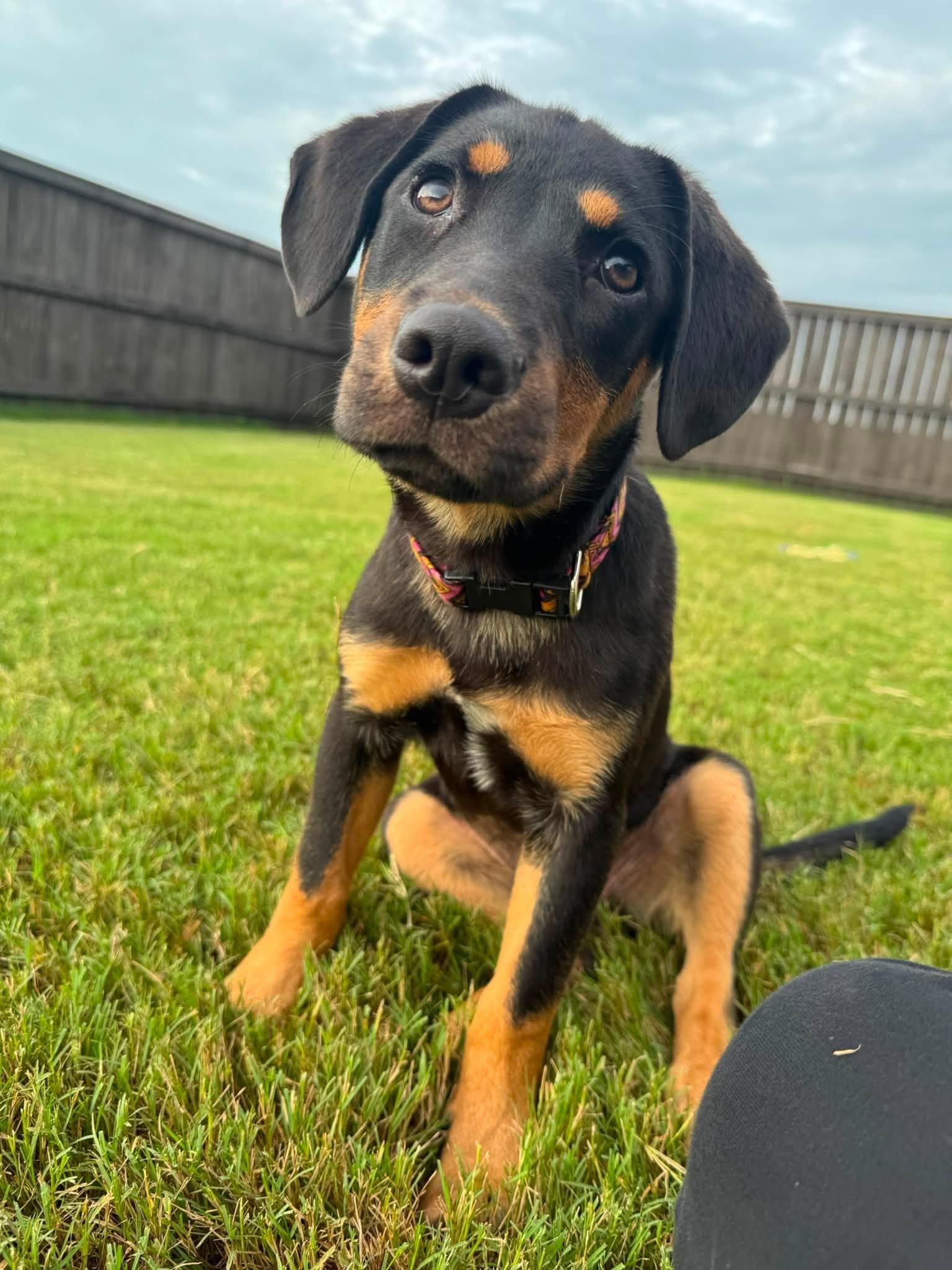 Jenny, a ADOPTABLE mixed breed in Huntsville, AL image 1/6