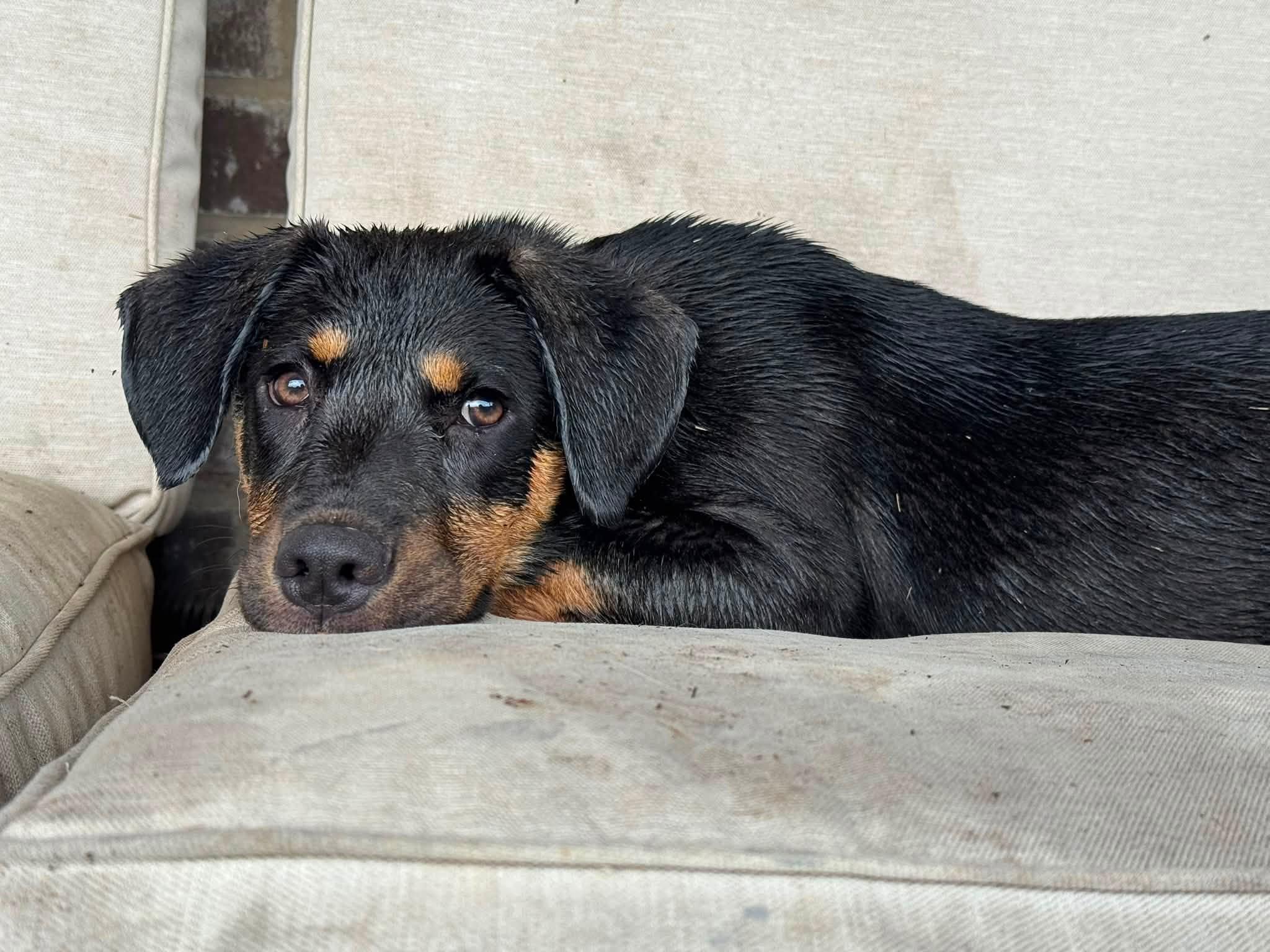 Jenny, a ADOPTABLE mixed breed in Huntsville, AL image 2/6