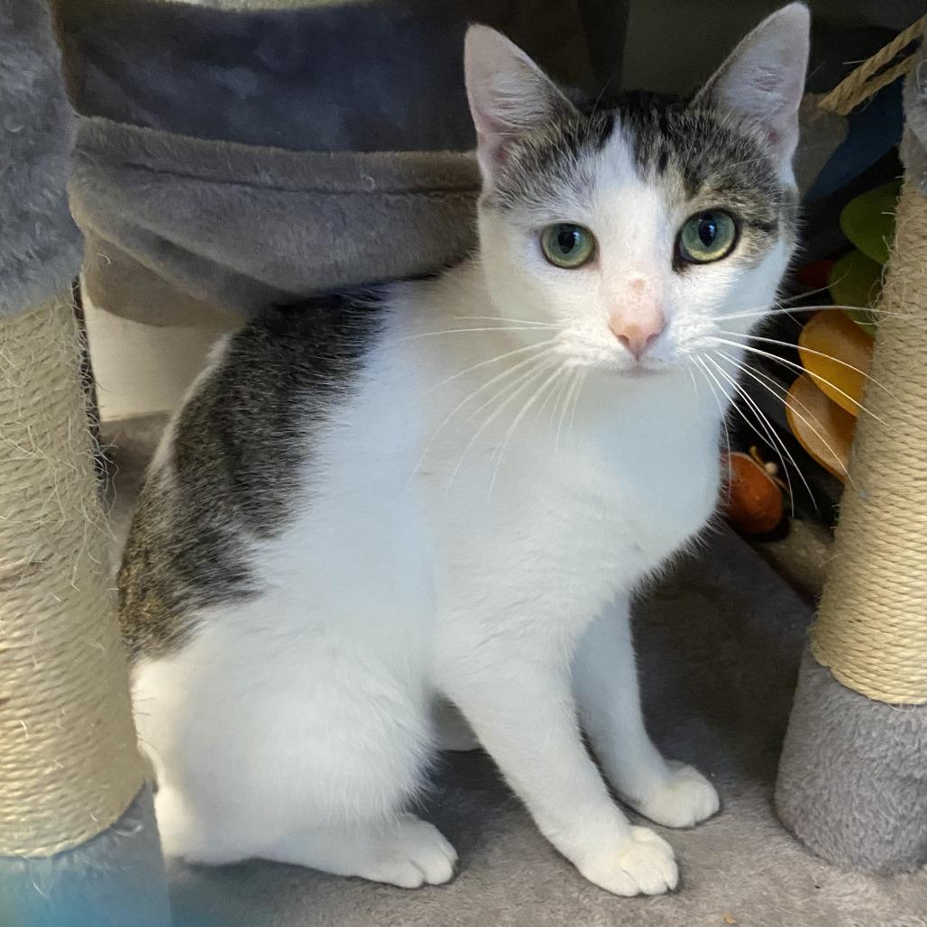 Opal, Adoptable, Adult Female Domestic Short Hair.
