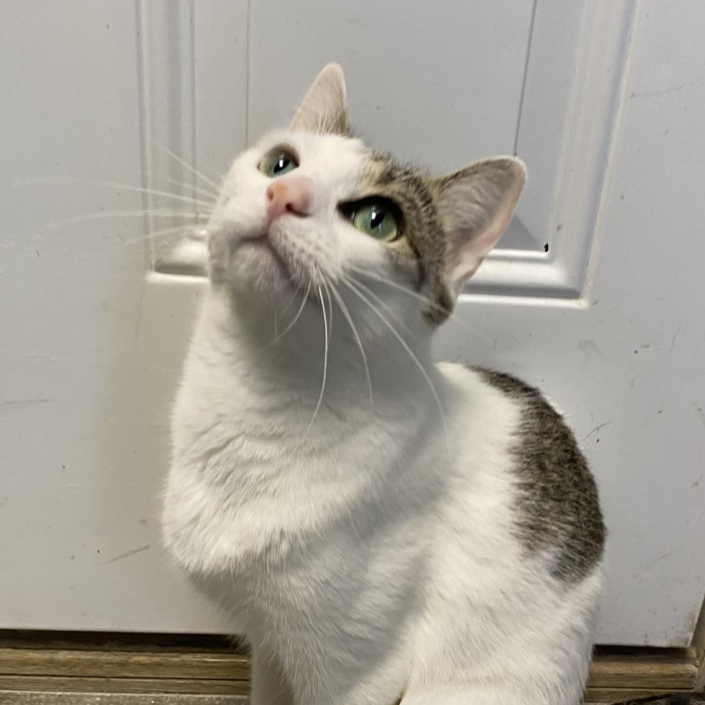 Enlarge Opal, a Adoptable Domestic Short Hair in Fletcher, NC image 2/5