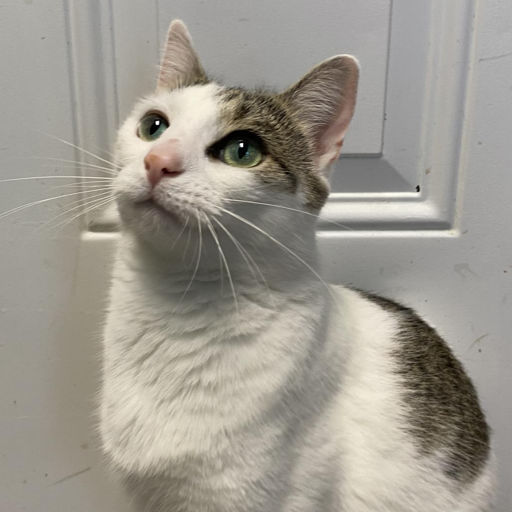 Enlarge Opal, a Adoptable Domestic Short Hair in Fletcher, NC image 3/5