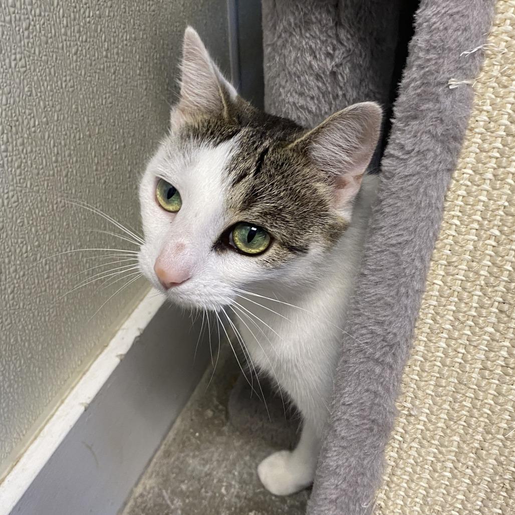 Enlarge Opal, a Adoptable Domestic Short Hair in Fletcher, NC image 4/5