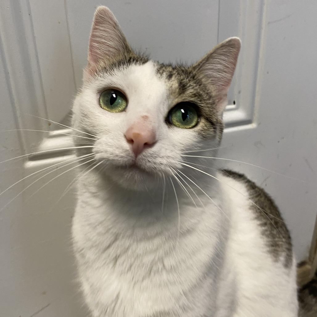 Enlarge Opal, a Adoptable Domestic Short Hair in Fletcher, NC image 5/5