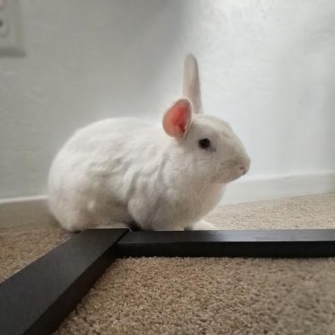 Enlarge Copley, a ADOPTABLE Florida White in Pittsburgh, PA image 2/4