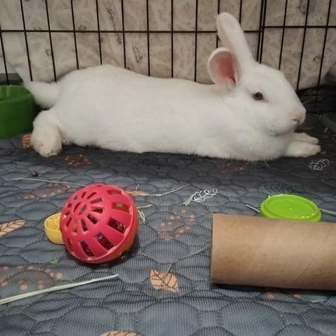 Enlarge Copley, a ADOPTABLE Florida White in Pittsburgh, PA image 3/4
