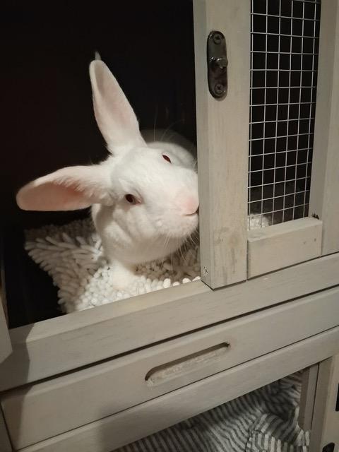 Enlarge Copley, a ADOPTABLE Florida White in Pittsburgh, PA image 1/4