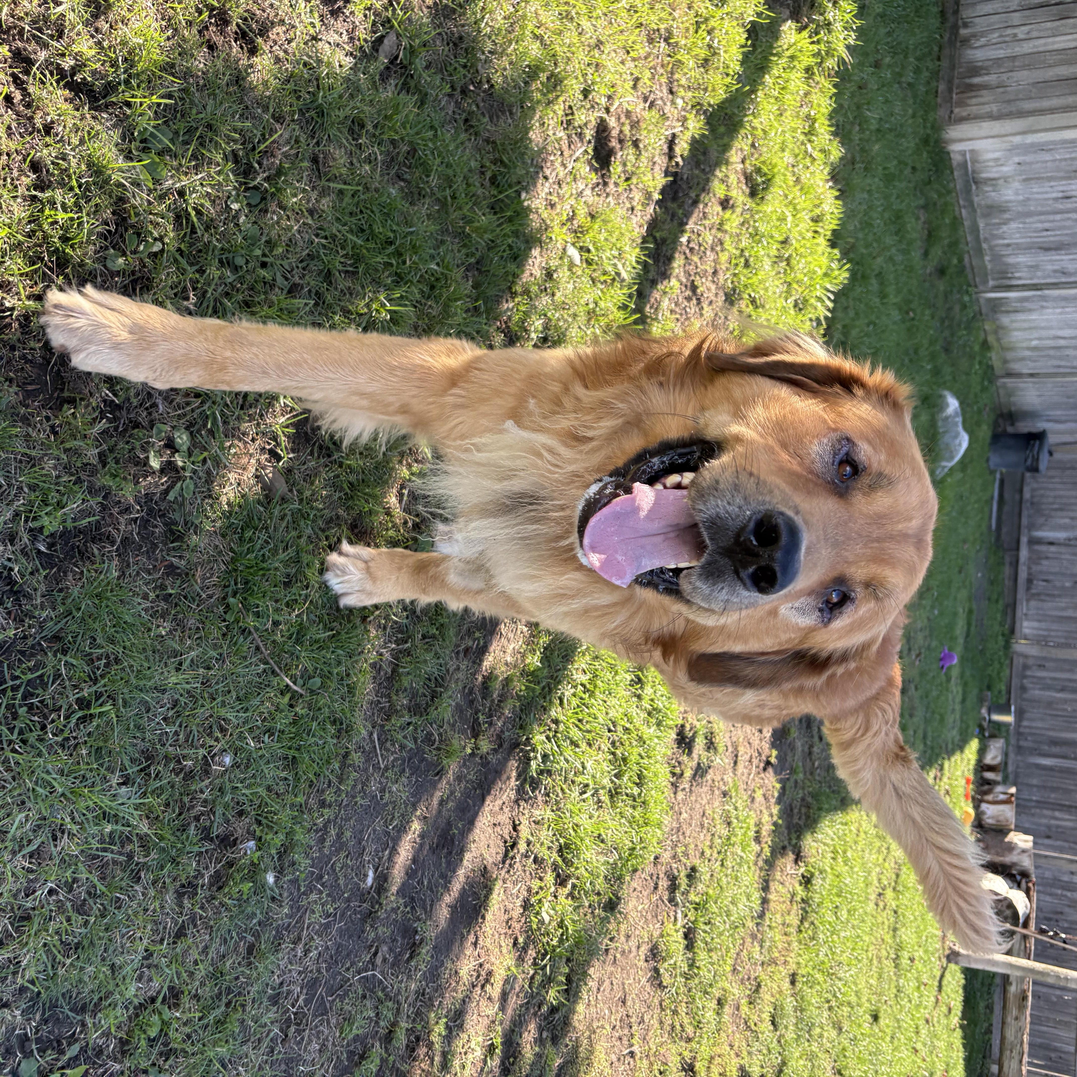 Enlarge Fraser - ADOPTABLE!!, a Adoptable mixed breed in Chilliwack, BC image 5/5