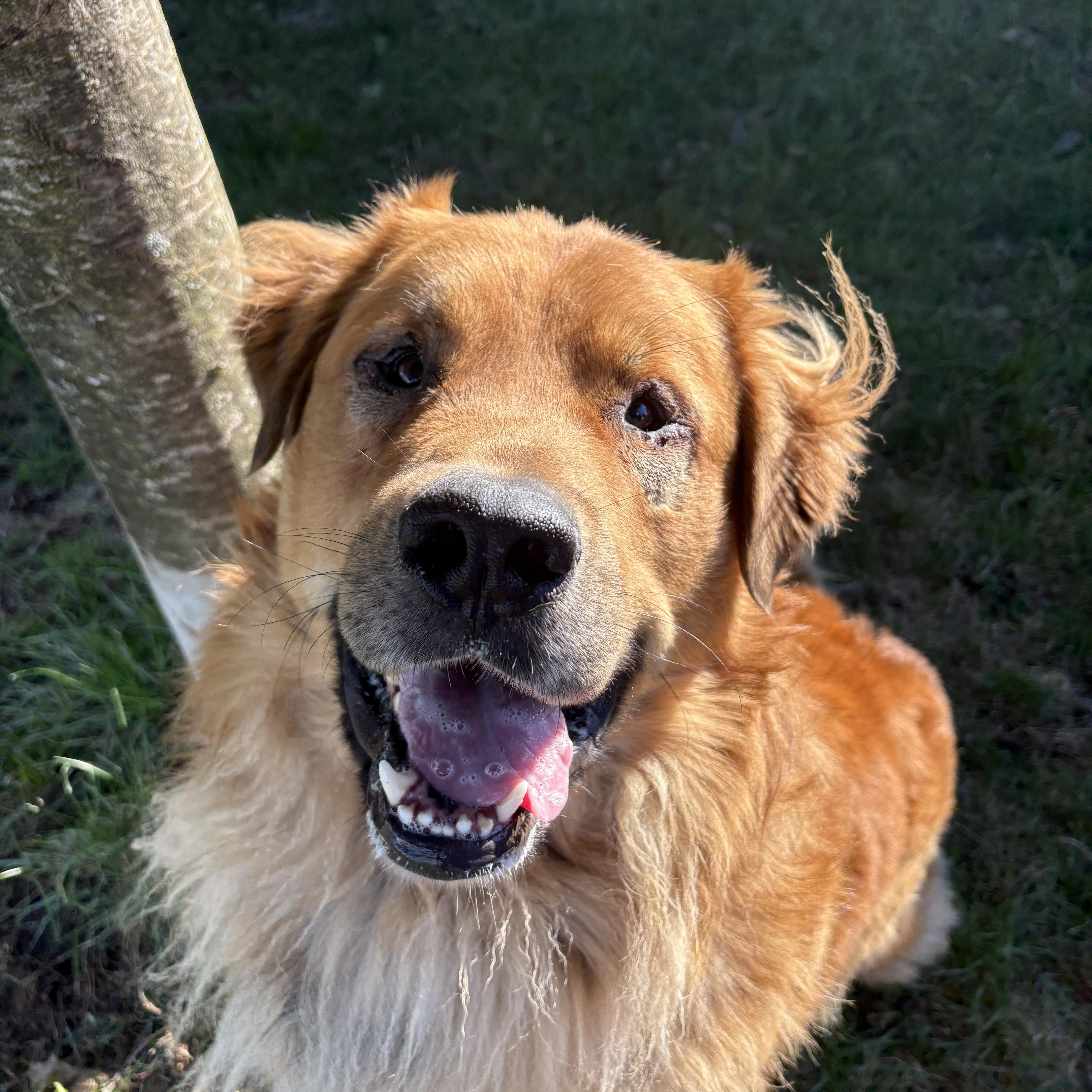 Enlarge Fraser - ADOPTABLE!!, a Adoptable mixed breed in Chilliwack, BC image 2/5