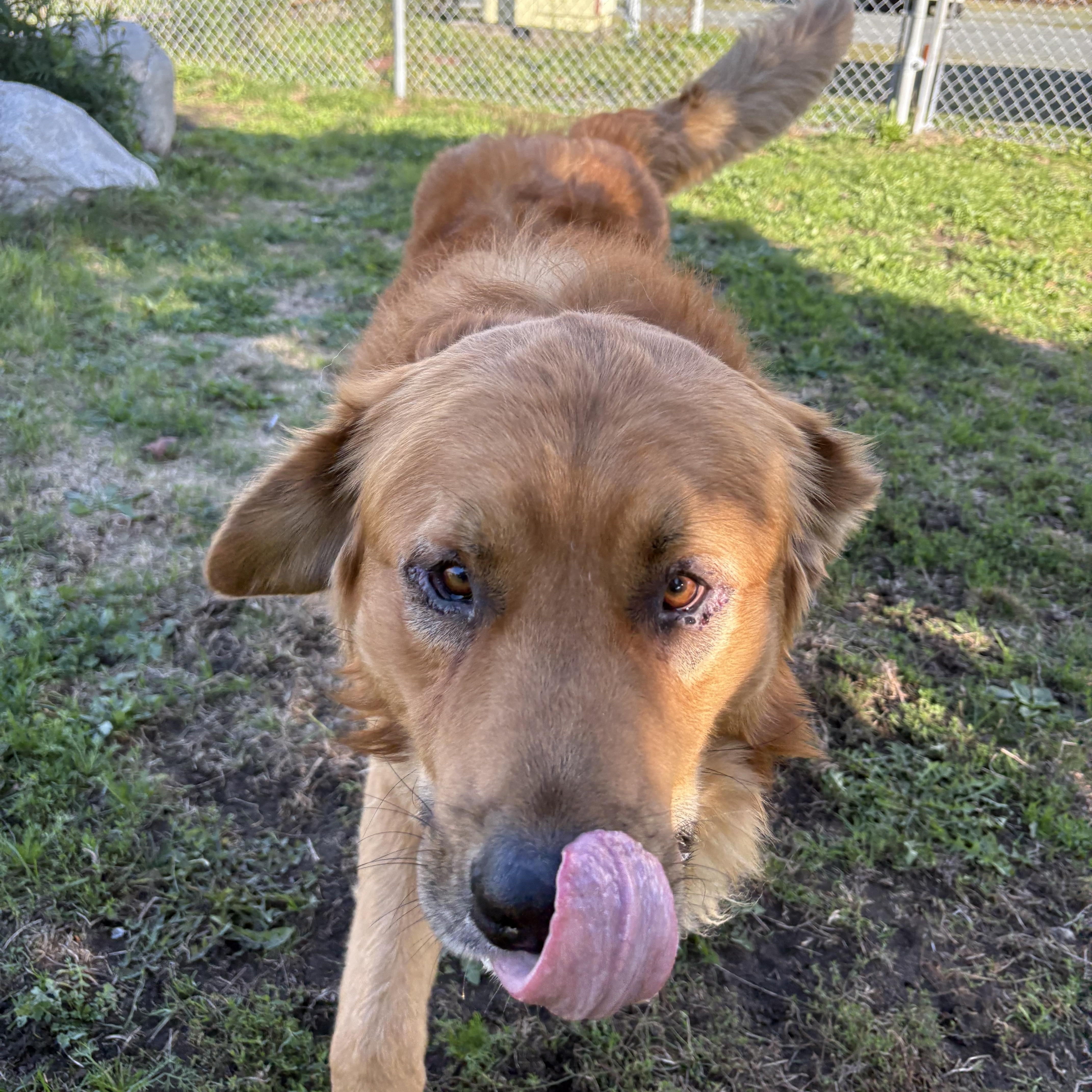 Enlarge Fraser - ADOPTABLE!!, a Adoptable mixed breed in Chilliwack, BC image 3/5