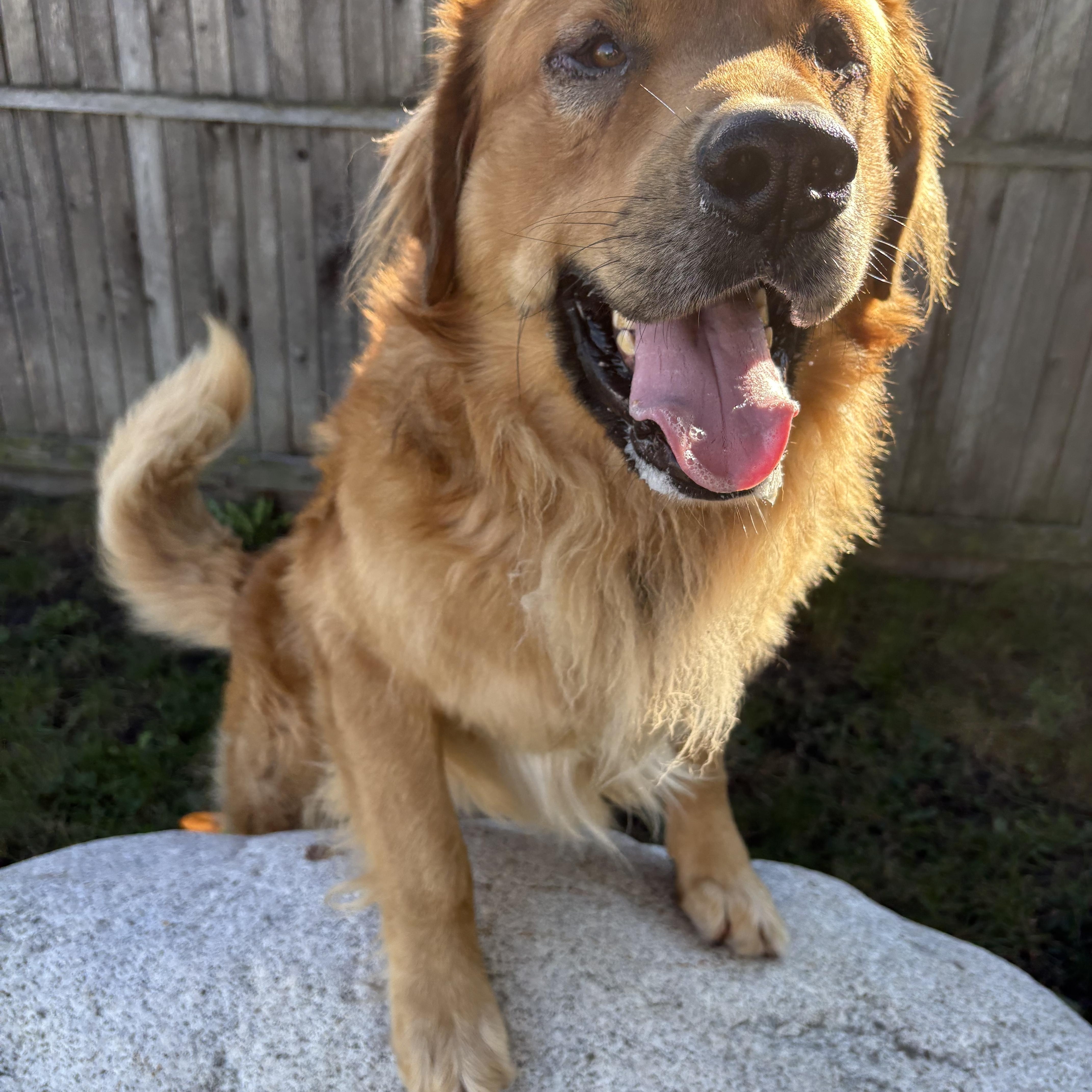 Fraser - ADOPTABLE!!, Adoptable, Adult Male Golden Retriever & Great Pyrenees.