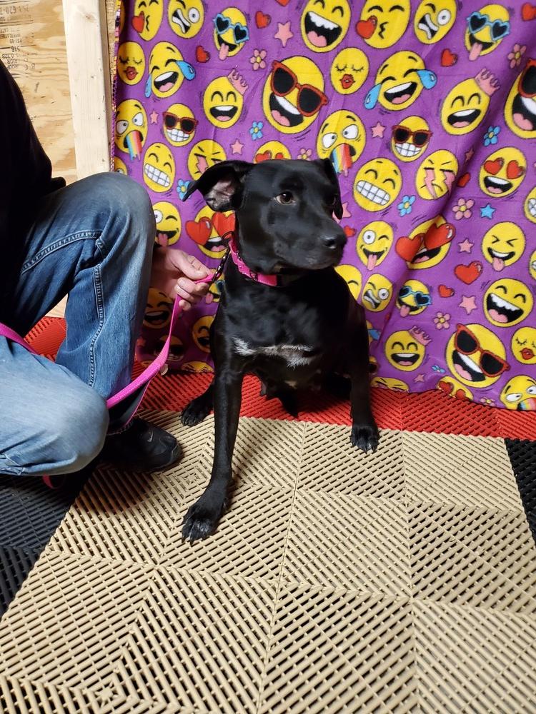 Enlarge Chey, a Adopted mixed breed in Waterloo, IN image 1/2