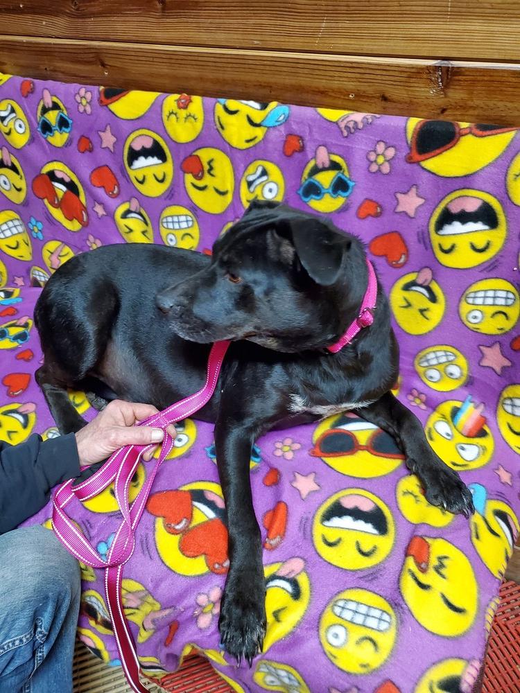 Enlarge Chey, a Adopted mixed breed in Waterloo, IN image 2/2