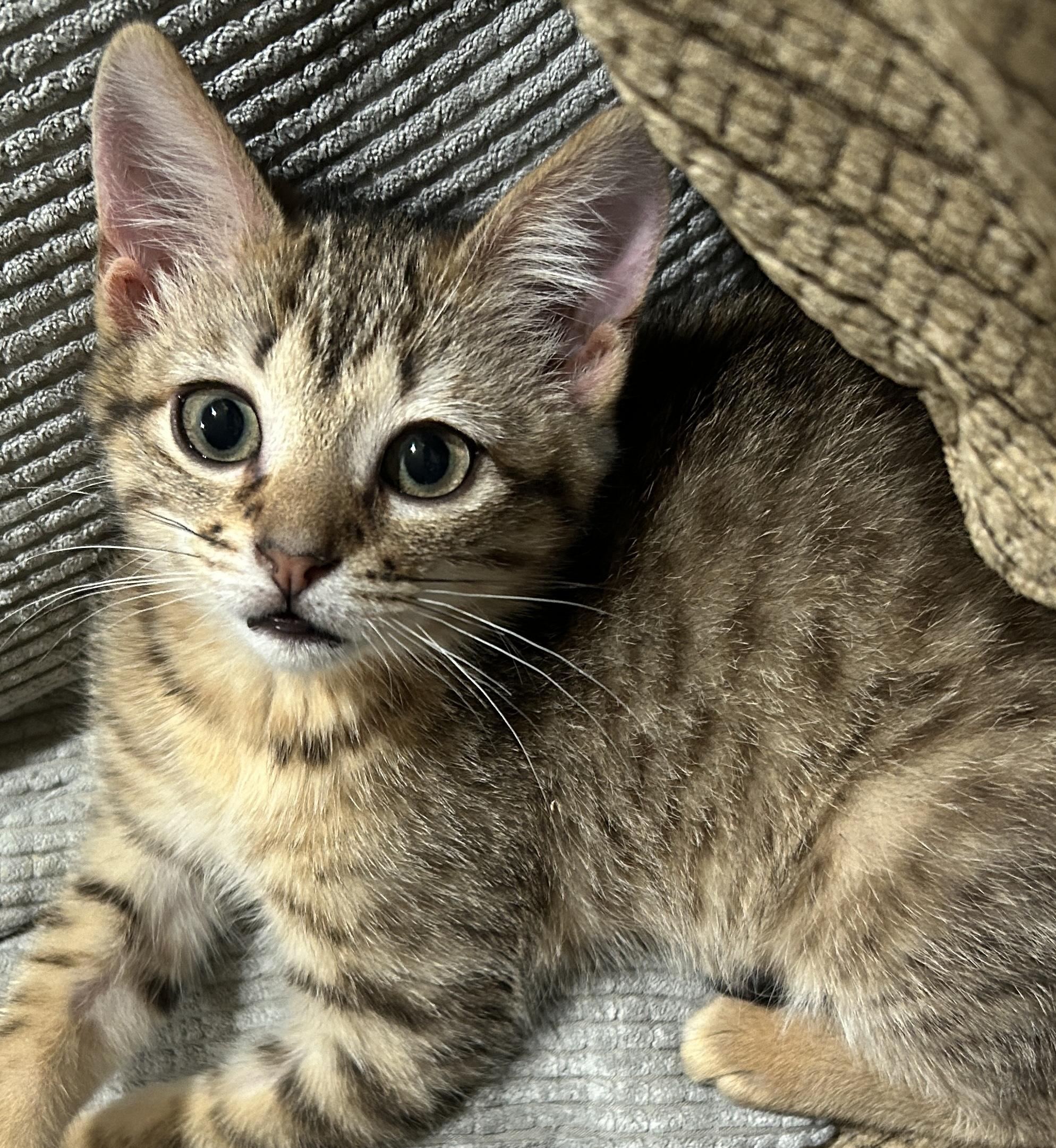 Andie, Adopted, Young Female Domestic Short Hair.