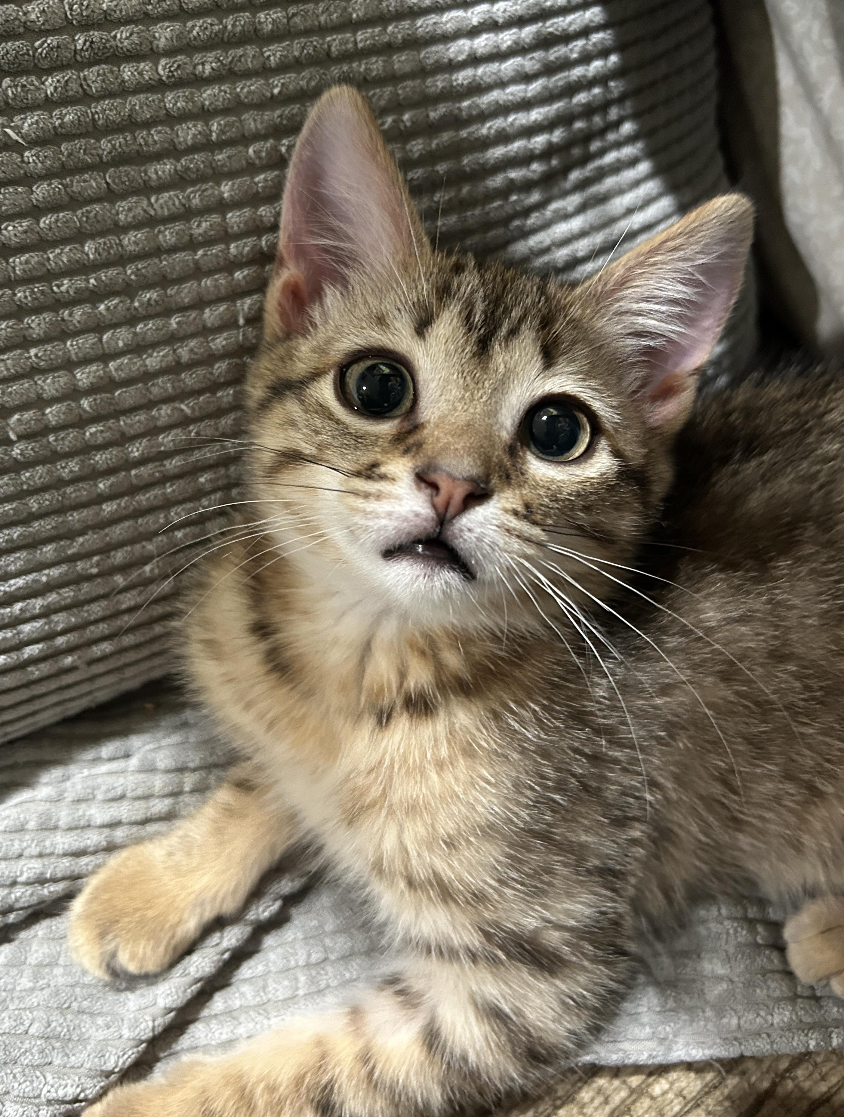 Enlarge Andie, a Adopted mixed breed in Havertown, PA image 2/4