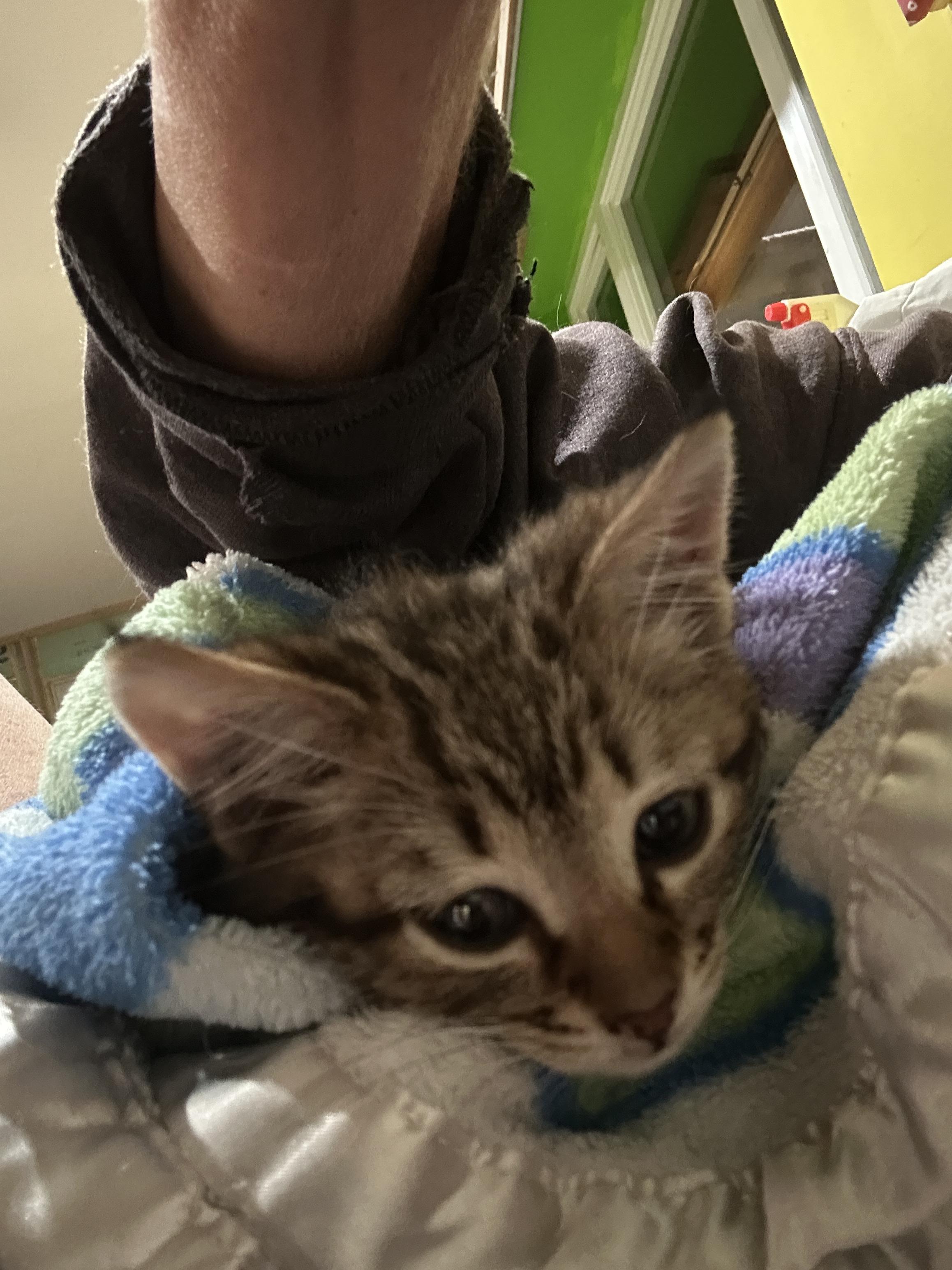 Enlarge Andie, a Adopted mixed breed in Havertown, PA image 3/4