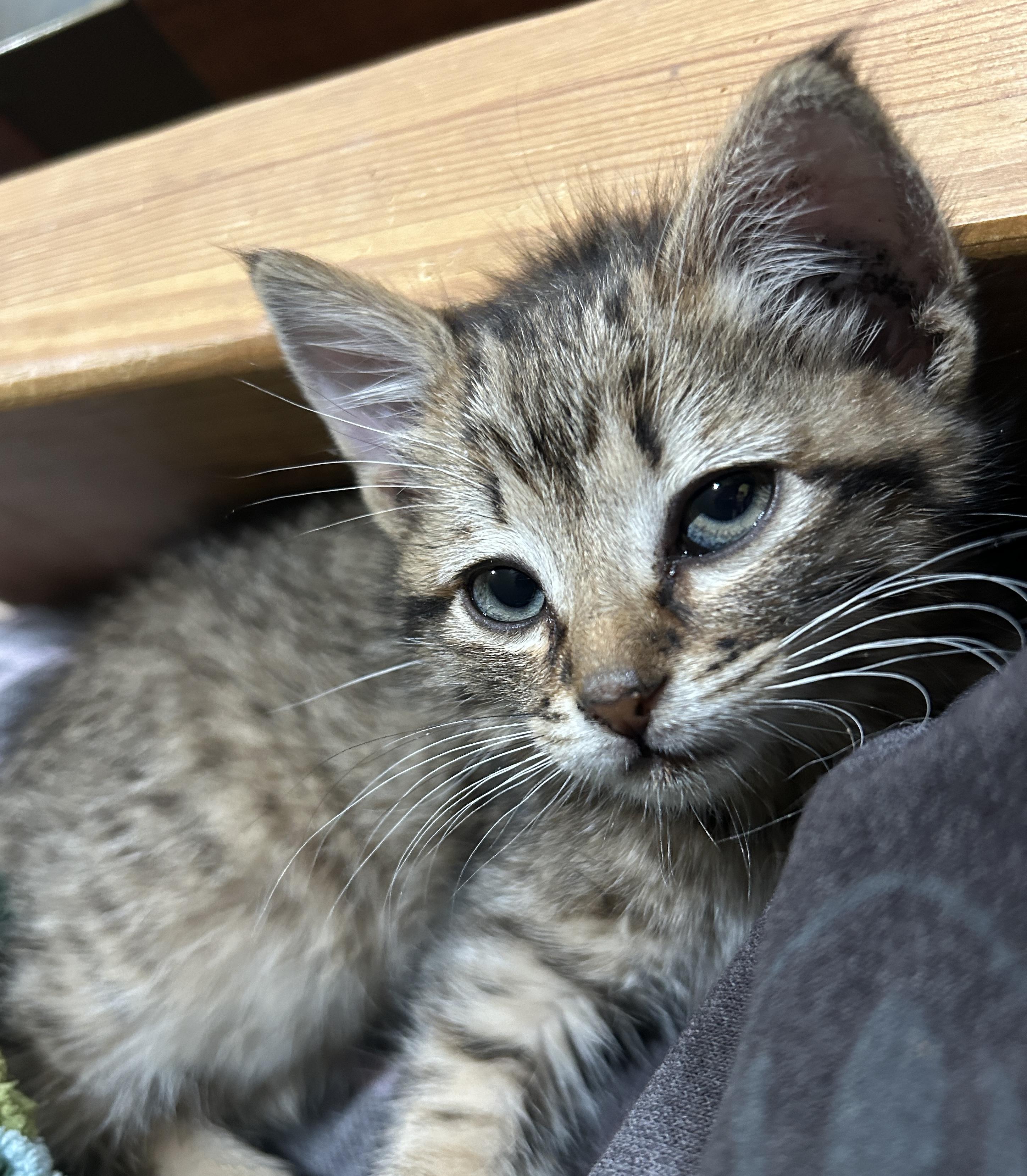 Enlarge Andie, a Adopted mixed breed in Havertown, PA image 4/4