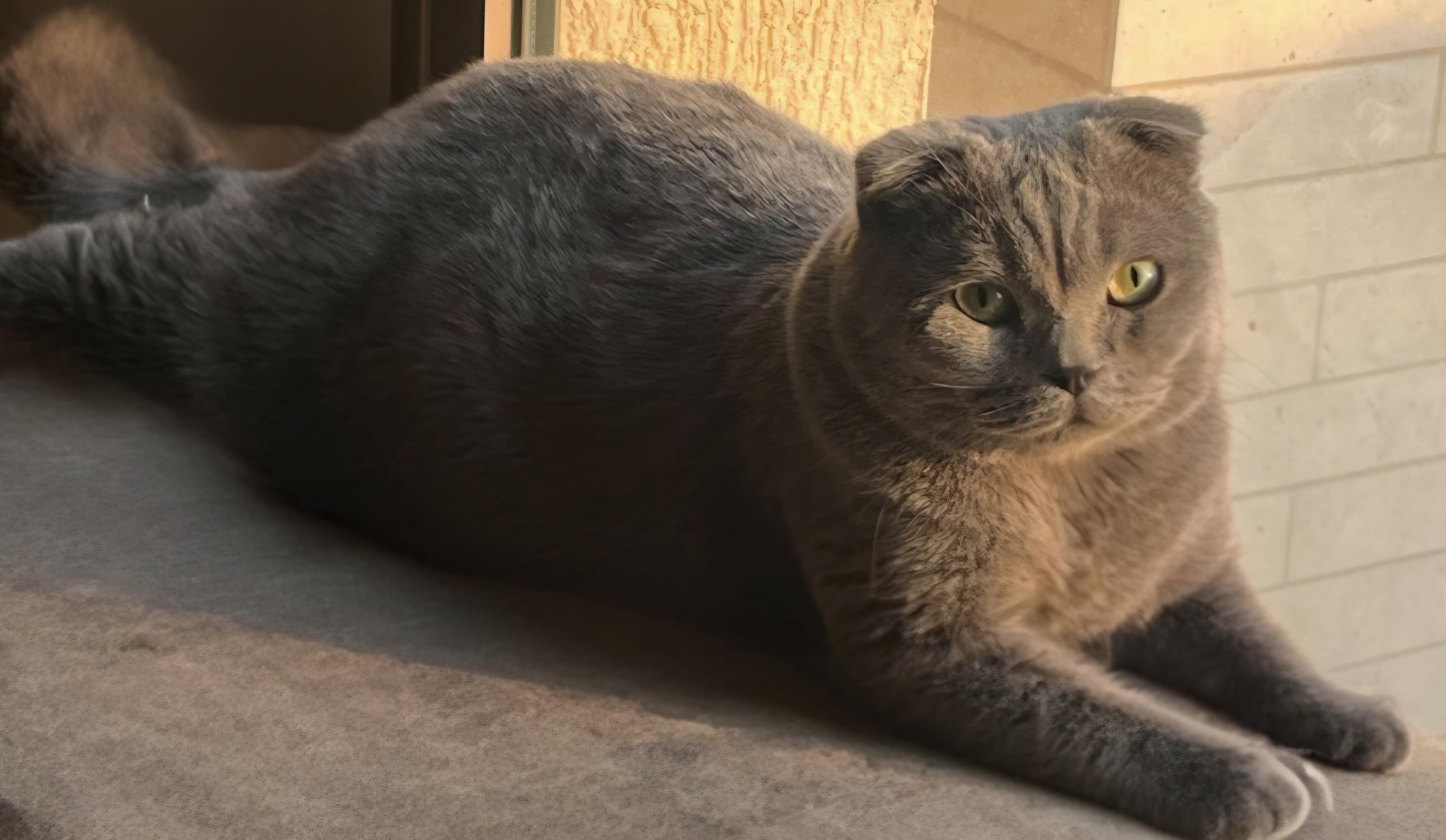 Grey, Adoptable, Young Male Scottish Fold.