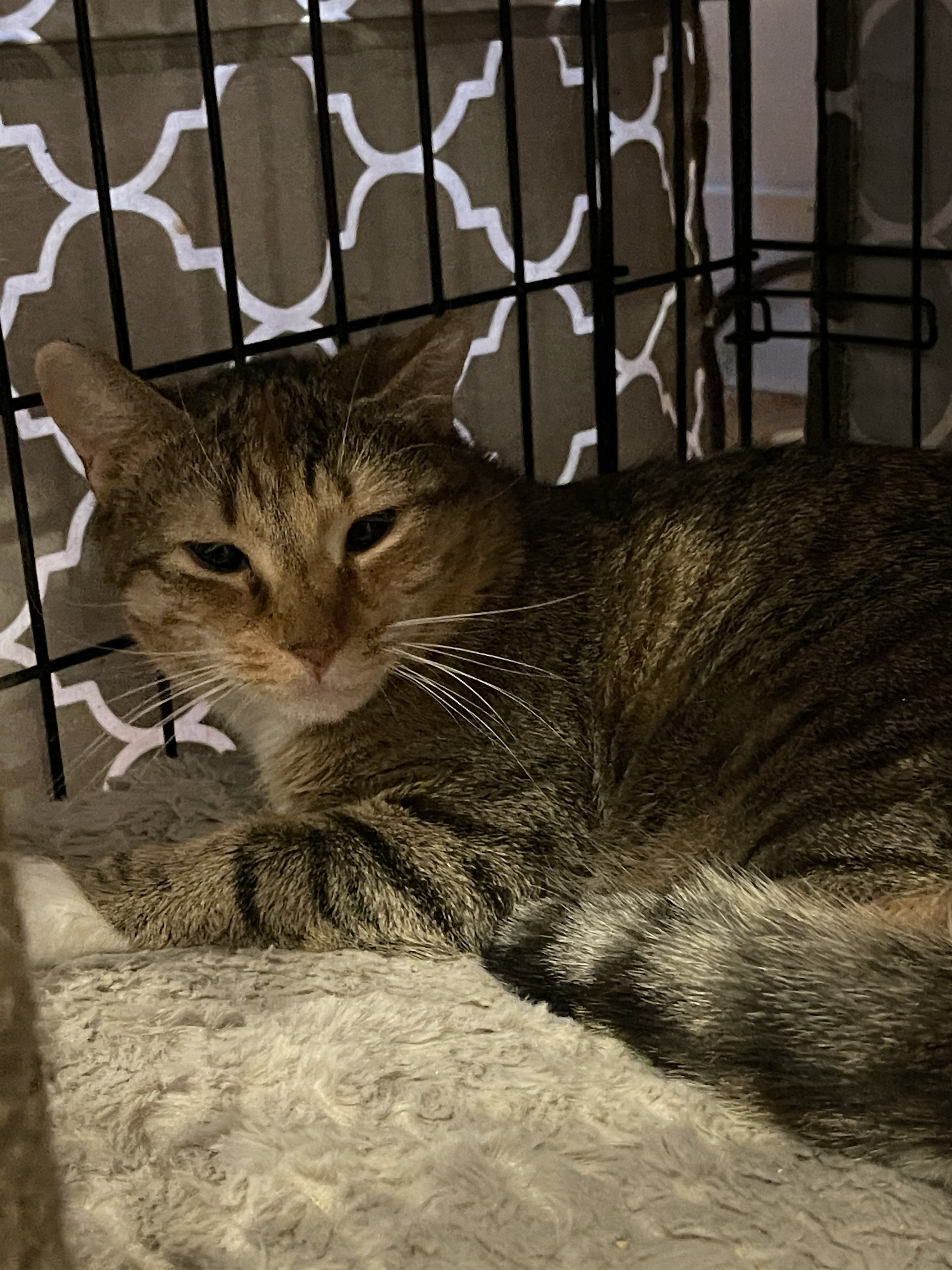 Ruby, a Adoptable mixed breed in Closter, NJ image 1/5