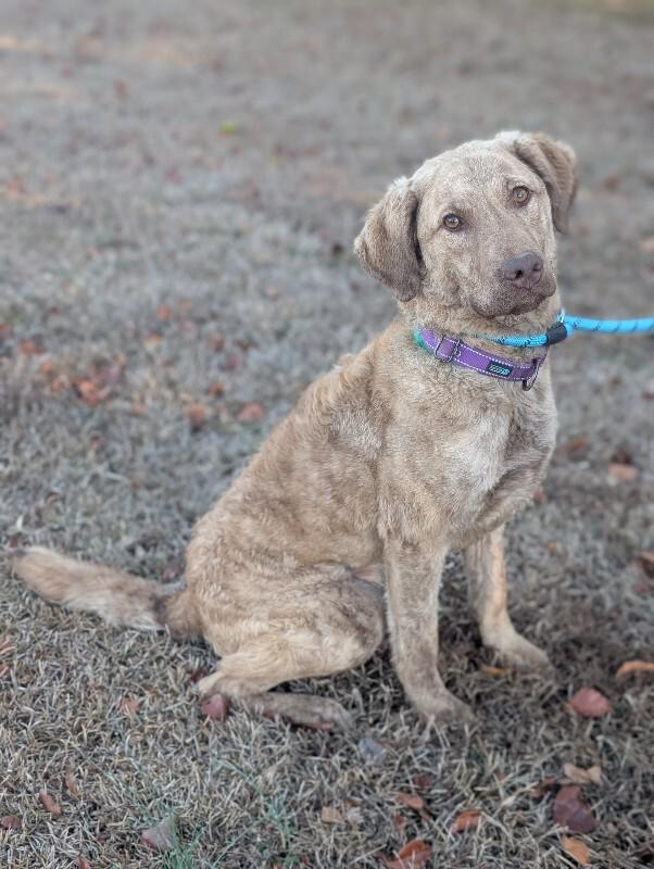 Enlarge Kendall, a Adoptable Chesapeake Bay Retriever in Berkeley Heights, NJ image 2/6