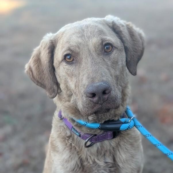 Enlarge Kendall, a Adoptable Chesapeake Bay Retriever in Berkeley Heights, NJ image 1/6