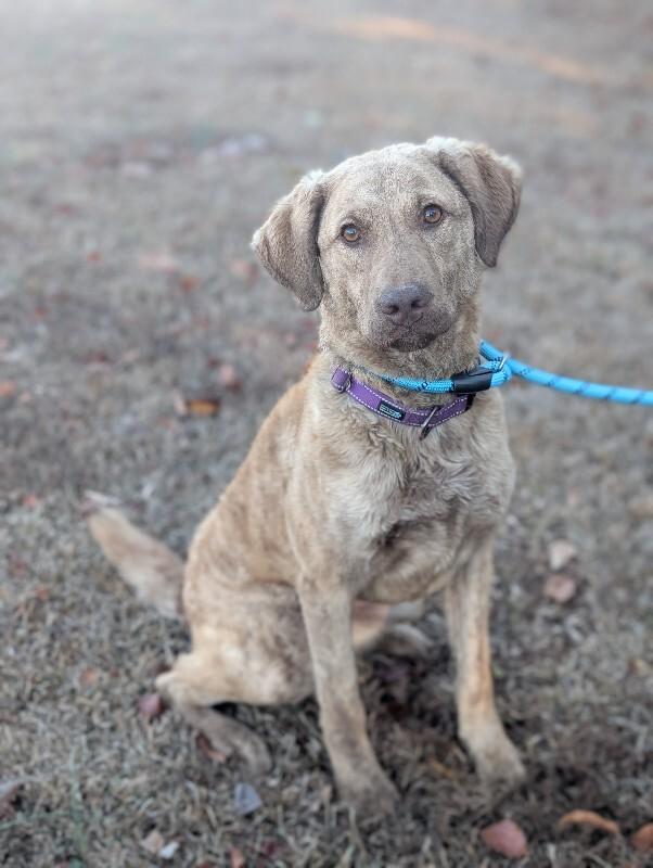 Enlarge Kendall, a Adoptable Chesapeake Bay Retriever in Berkeley Heights, NJ image 3/6