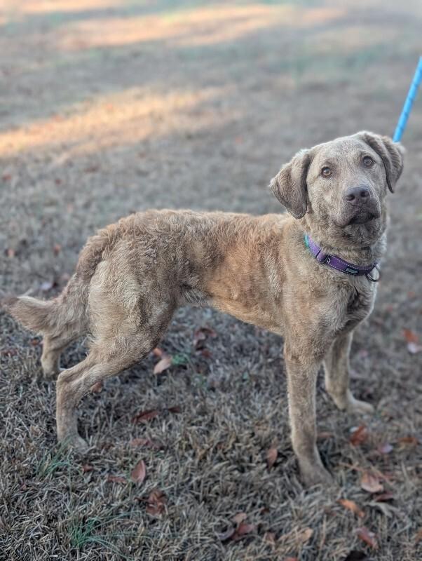 Enlarge Kendall, a Adoptable Chesapeake Bay Retriever in Berkeley Heights, NJ image 4/6