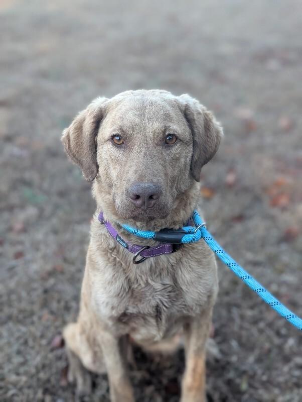 Enlarge Kendall, a Adoptable Chesapeake Bay Retriever in Berkeley Heights, NJ image 5/6