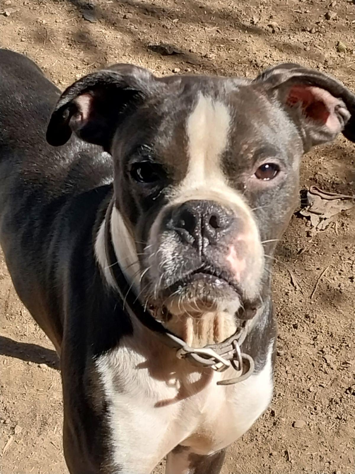 Enlarge Tripp, a Adoptable Boxer in Monticello, NY image 1/2