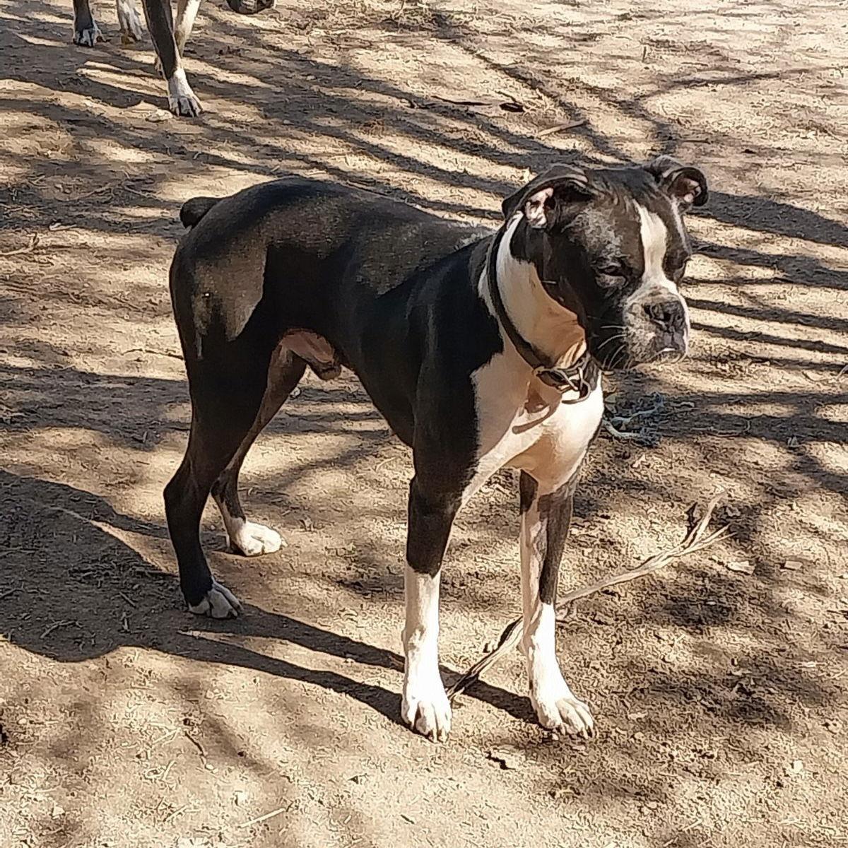 Enlarge Tripp, a Adoptable Boxer in Monticello, NY image 2/2