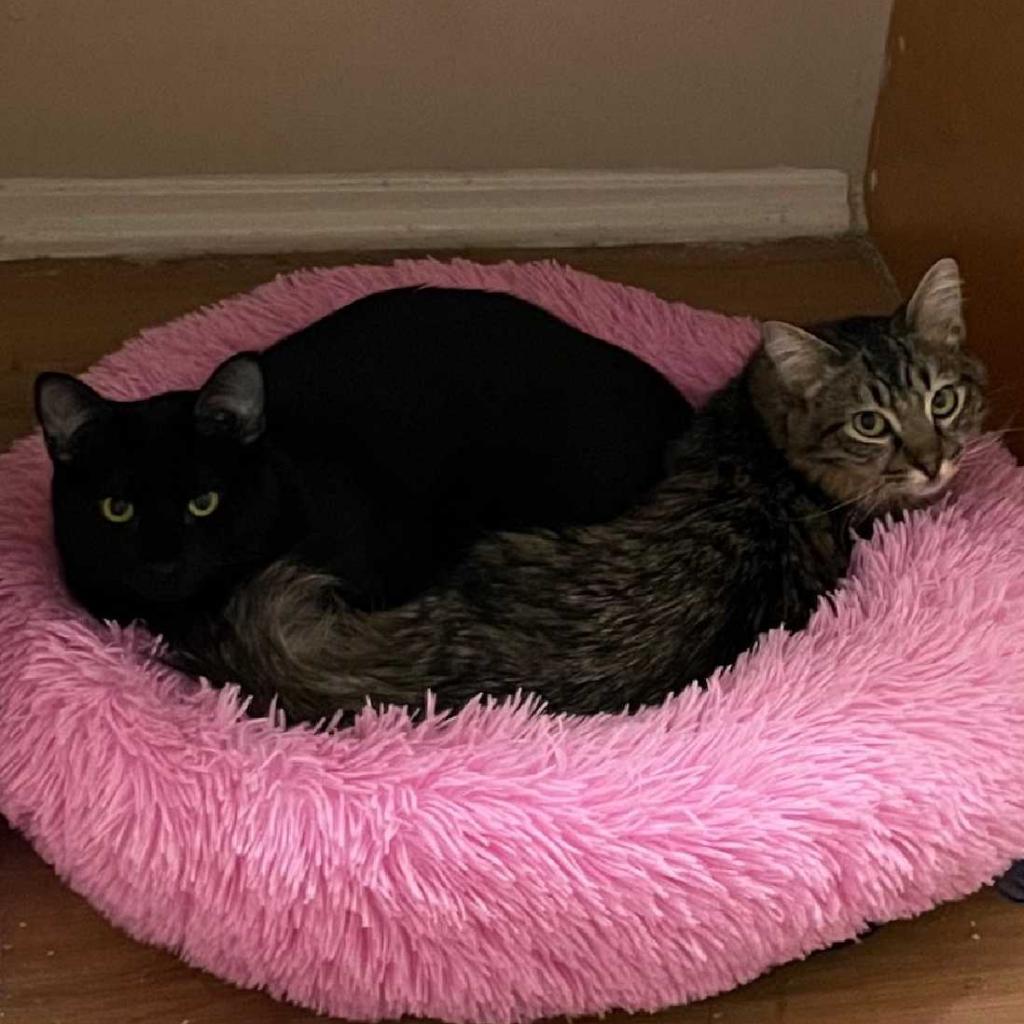 Enlarge Pebbles, a Adoptable Domestic Long Hair in Tampa, FL image 2/3