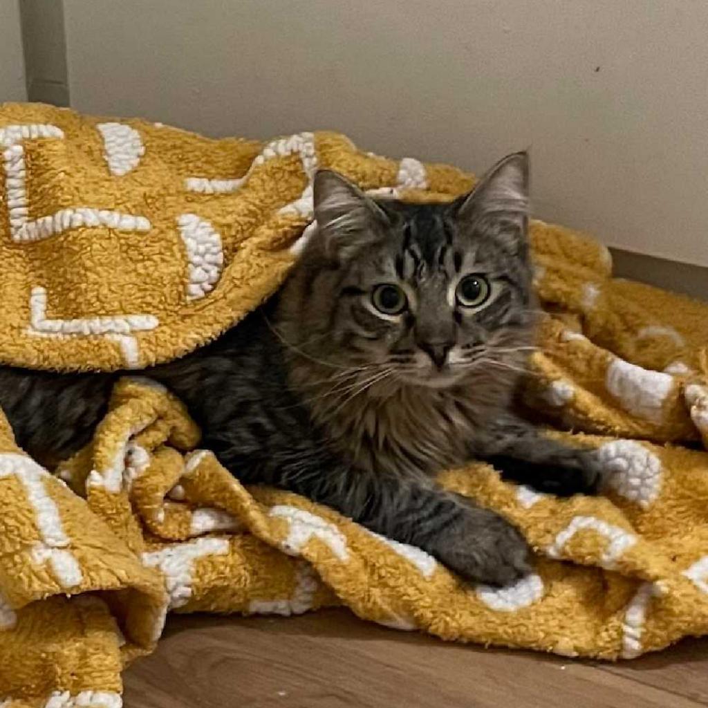 Enlarge Pebbles, a Adoptable Domestic Long Hair in Tampa, FL image 3/3