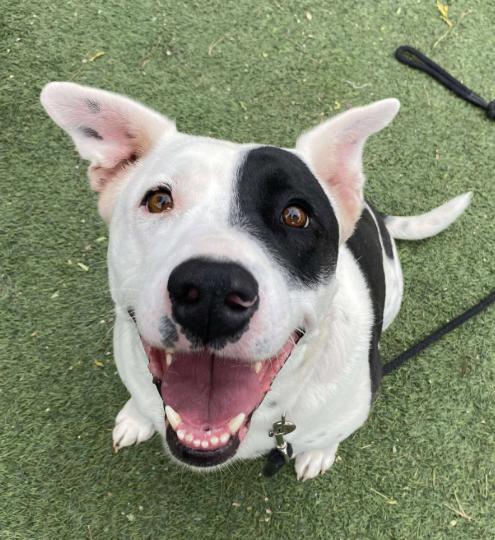 Enlarge Minnie Moomoo the Snuggly Couch Cow, a Adoptable mixed breed in Blaine, WA image 6/6