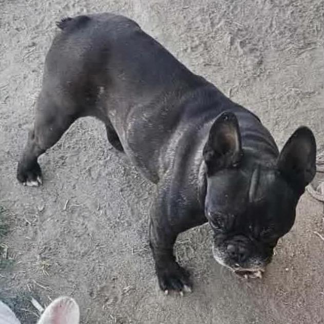 Lady Godiva, Adoptable, Adult Female French Bulldog.
