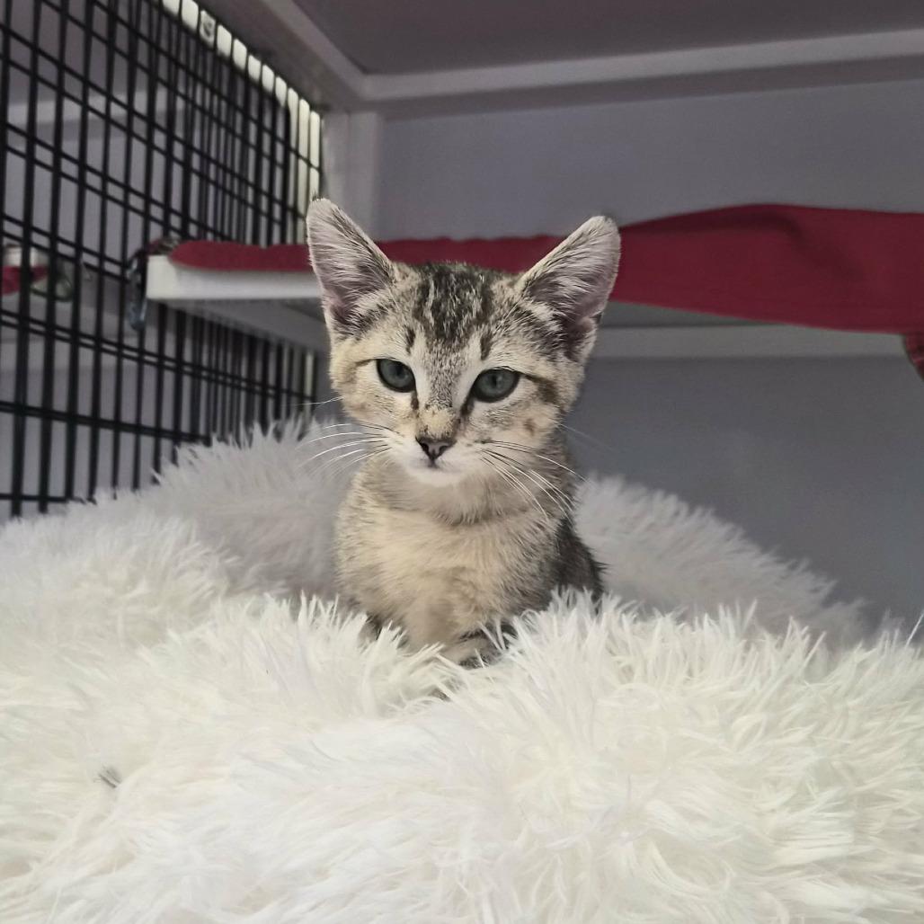 Louise, Adoptable, Kitten Female Domestic Short Hair.