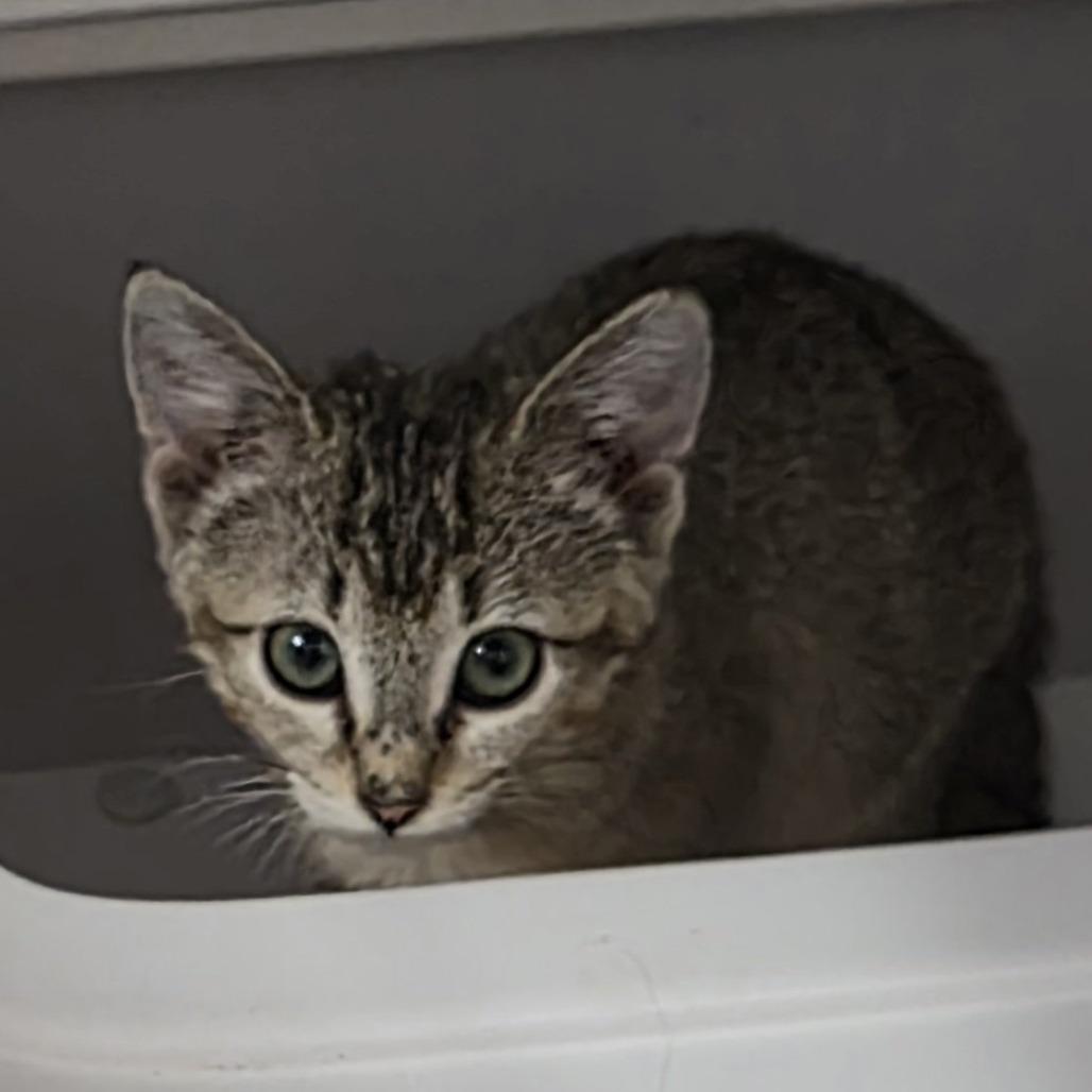 Enlarge Louise, a Adoptable Domestic Short Hair in Las Cruces, NM image 1/4