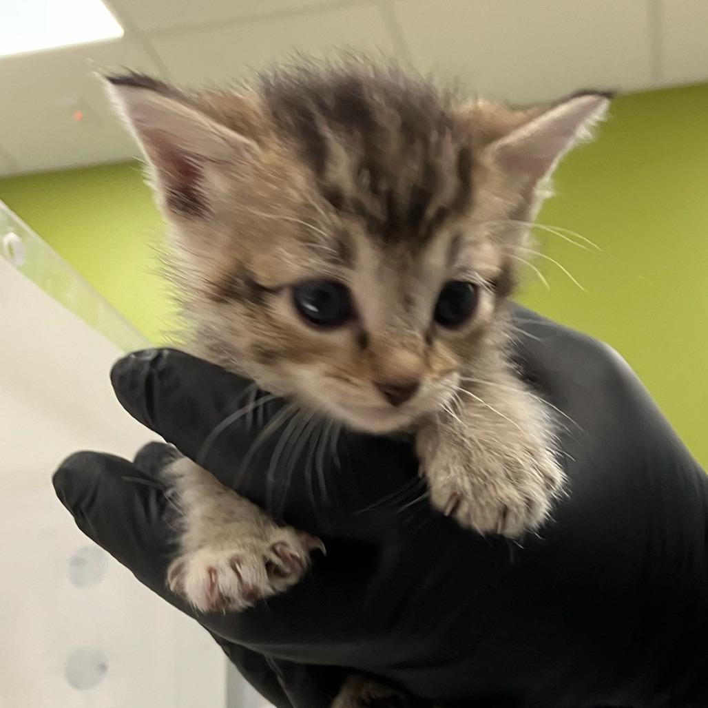 Enlarge Louise, a Adoptable Domestic Short Hair in Las Cruces, NM image 2/4