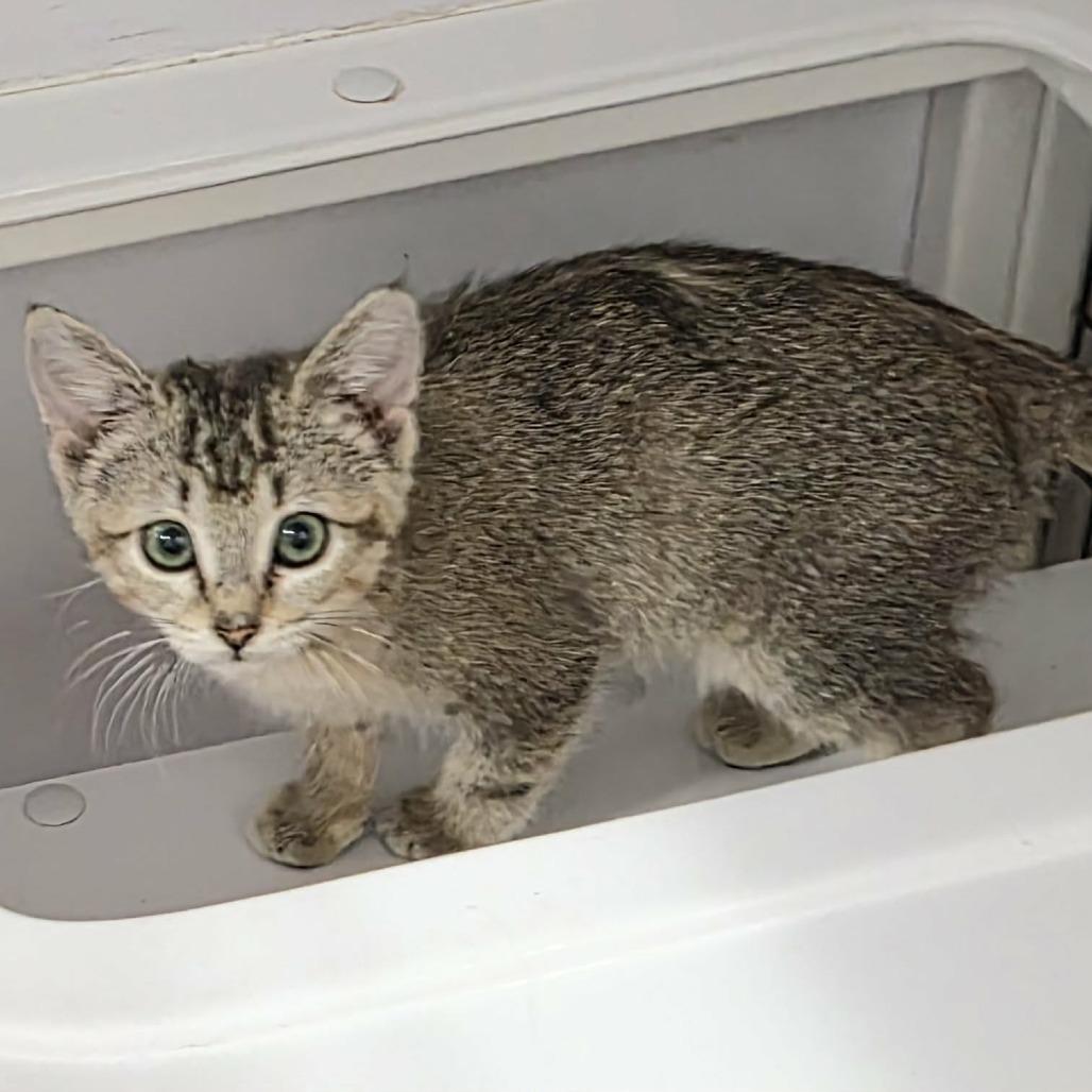 Enlarge Louise, a Adoptable Domestic Short Hair in Las Cruces, NM image 3/4